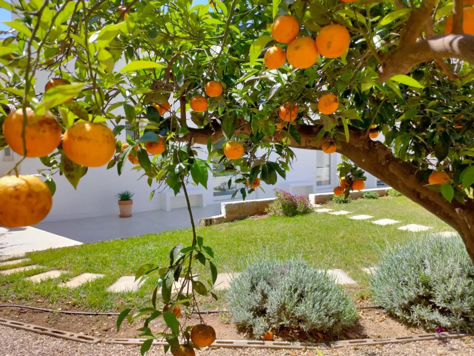 Garden in Corte Mercurio B&B