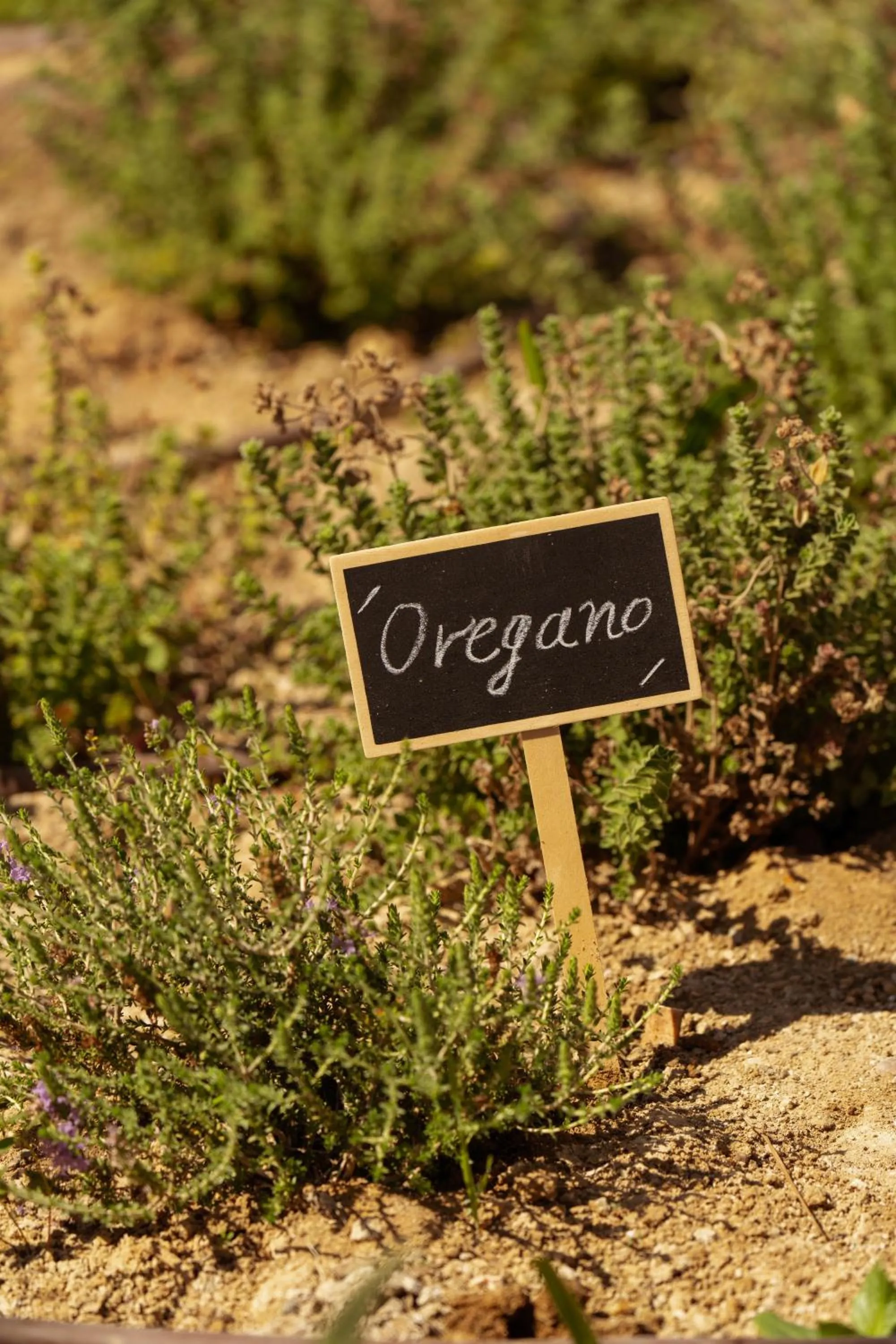 Garden in The Ritual, A Wellness Retreat