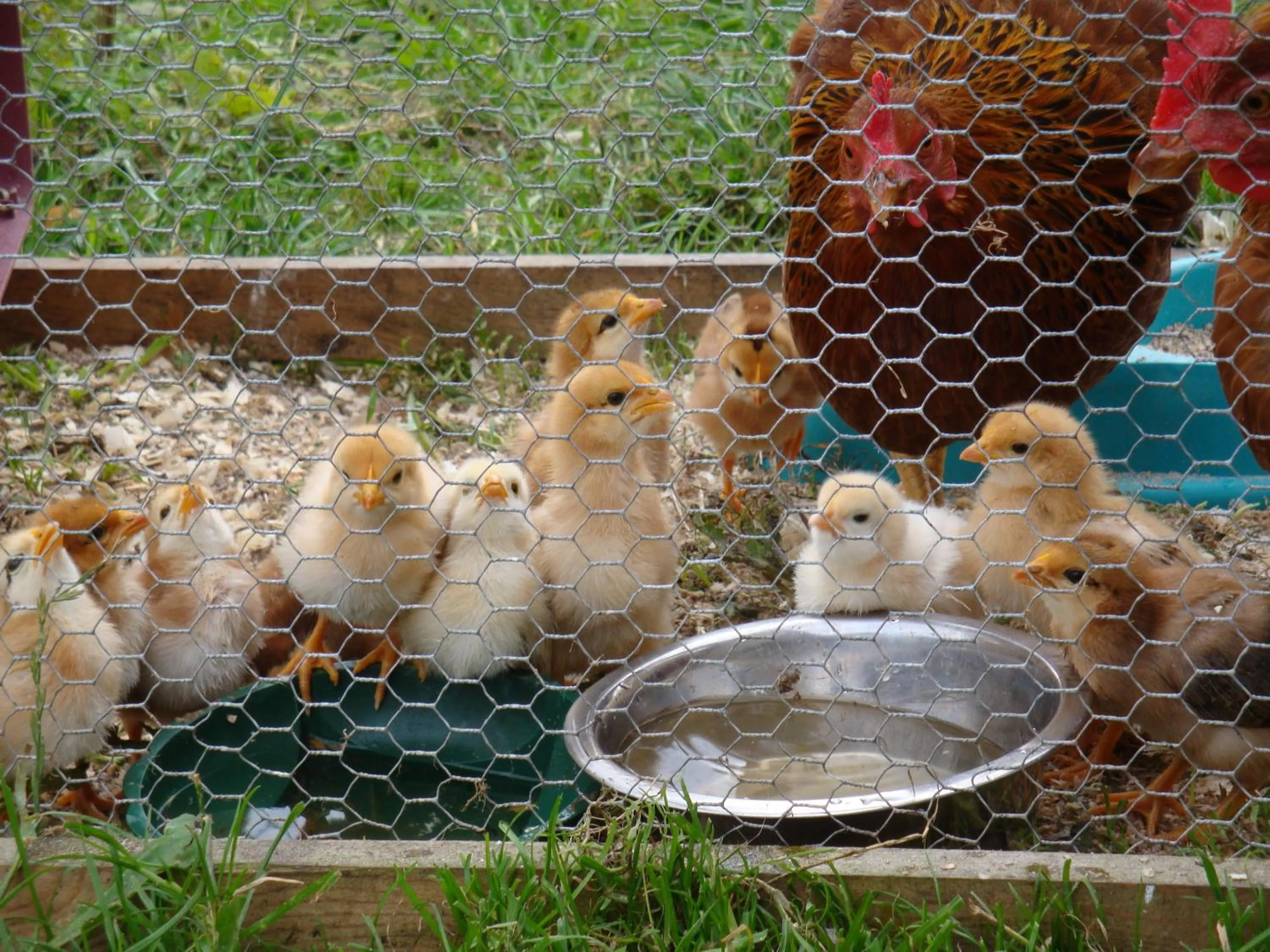 Pets in Corrigans Shore House