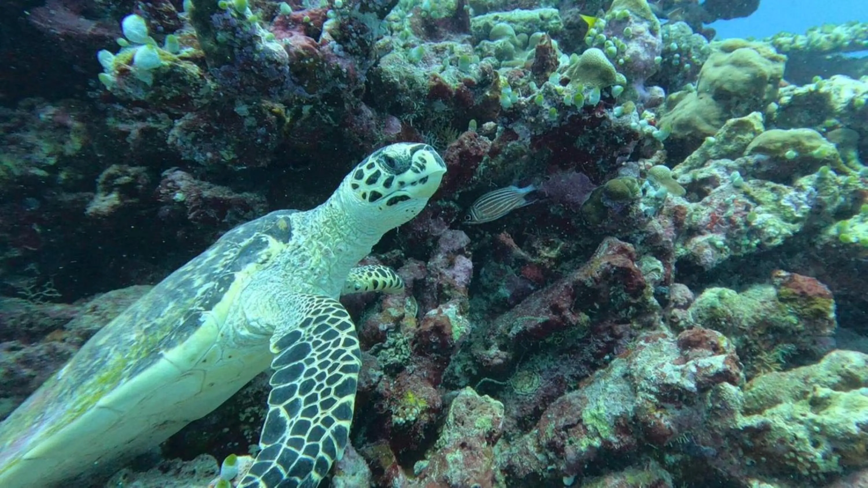 Activities in Madi Grand Maldives