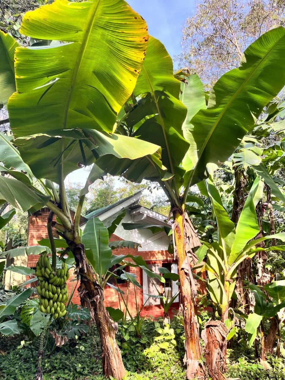 Garden in Raices Amambai Lodges