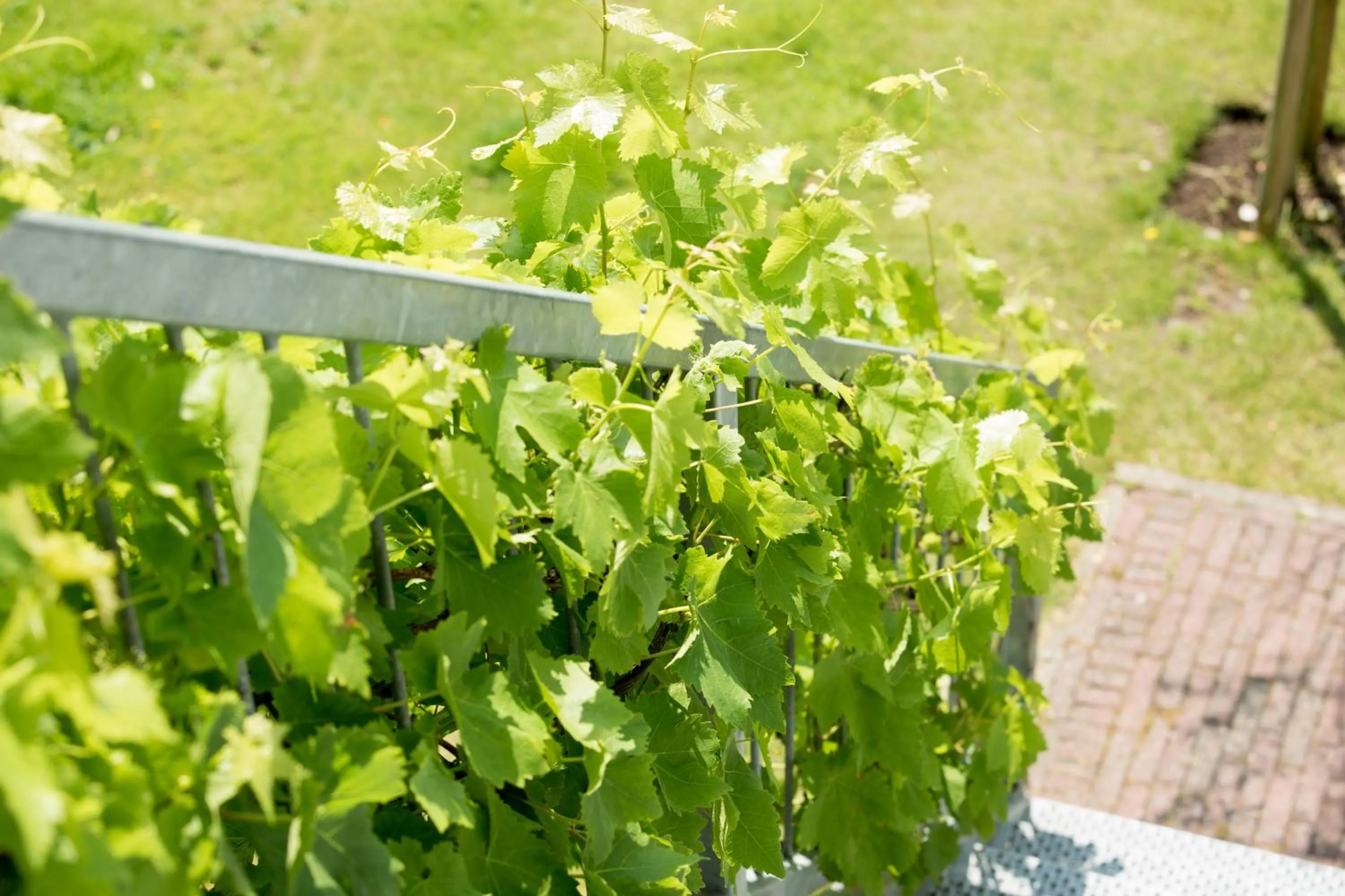 Garden view in B & B Villa Suisse
