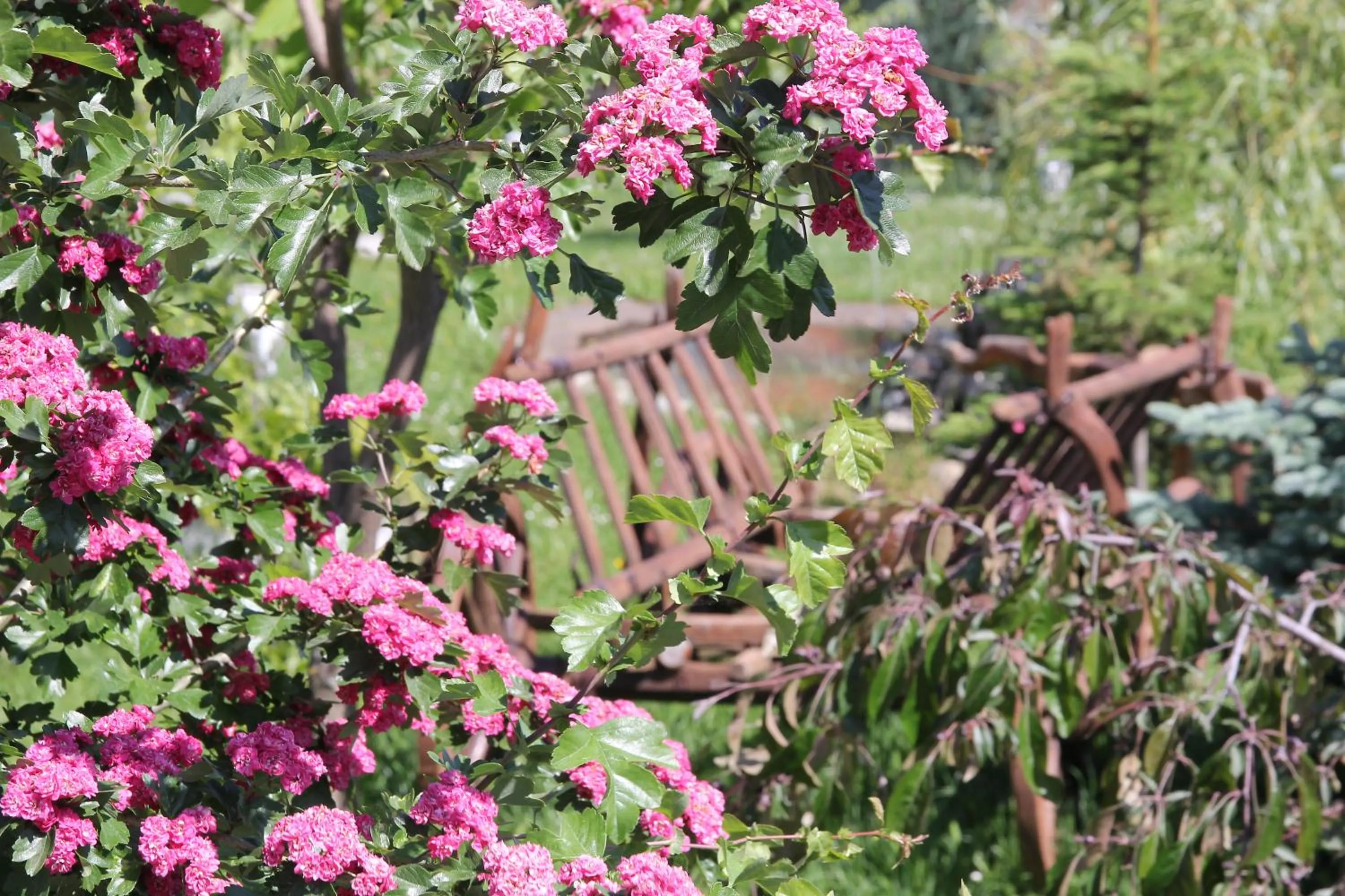 Garden in Pensiunea Gaby