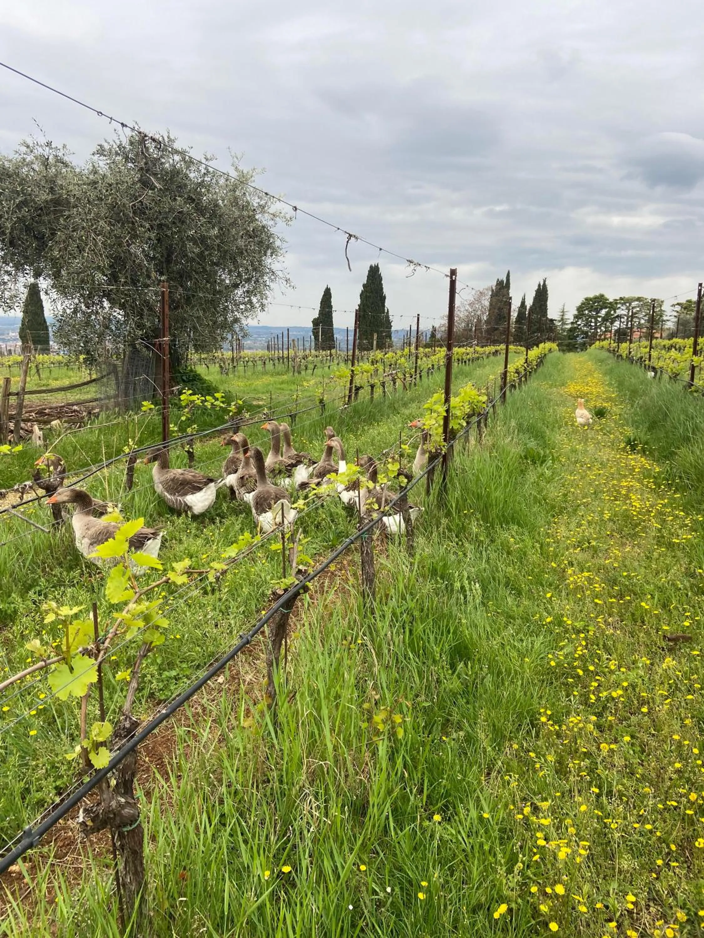 Animals in La Vineria di San Mattia