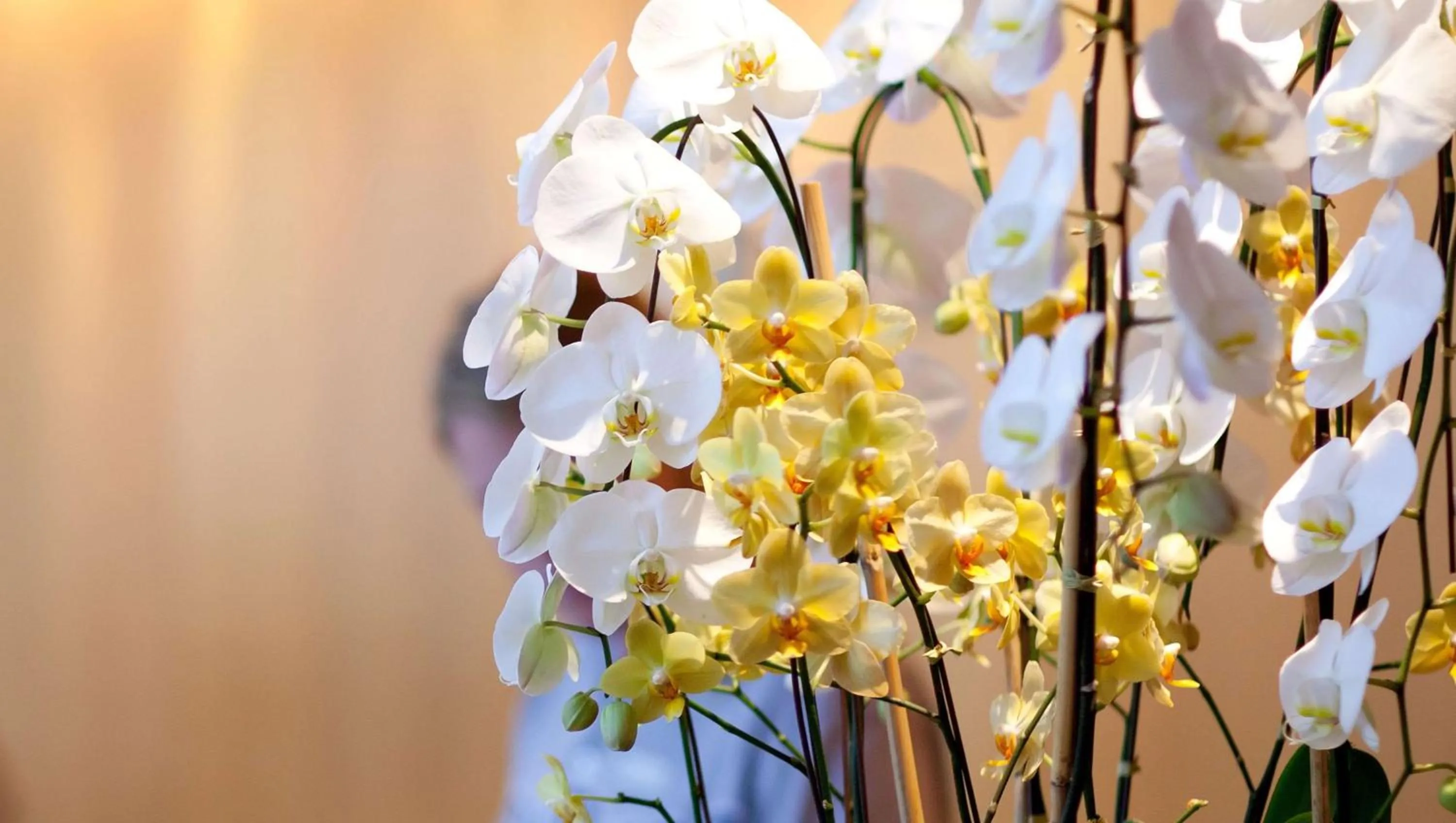 Lobby or reception in M Star Columbus North