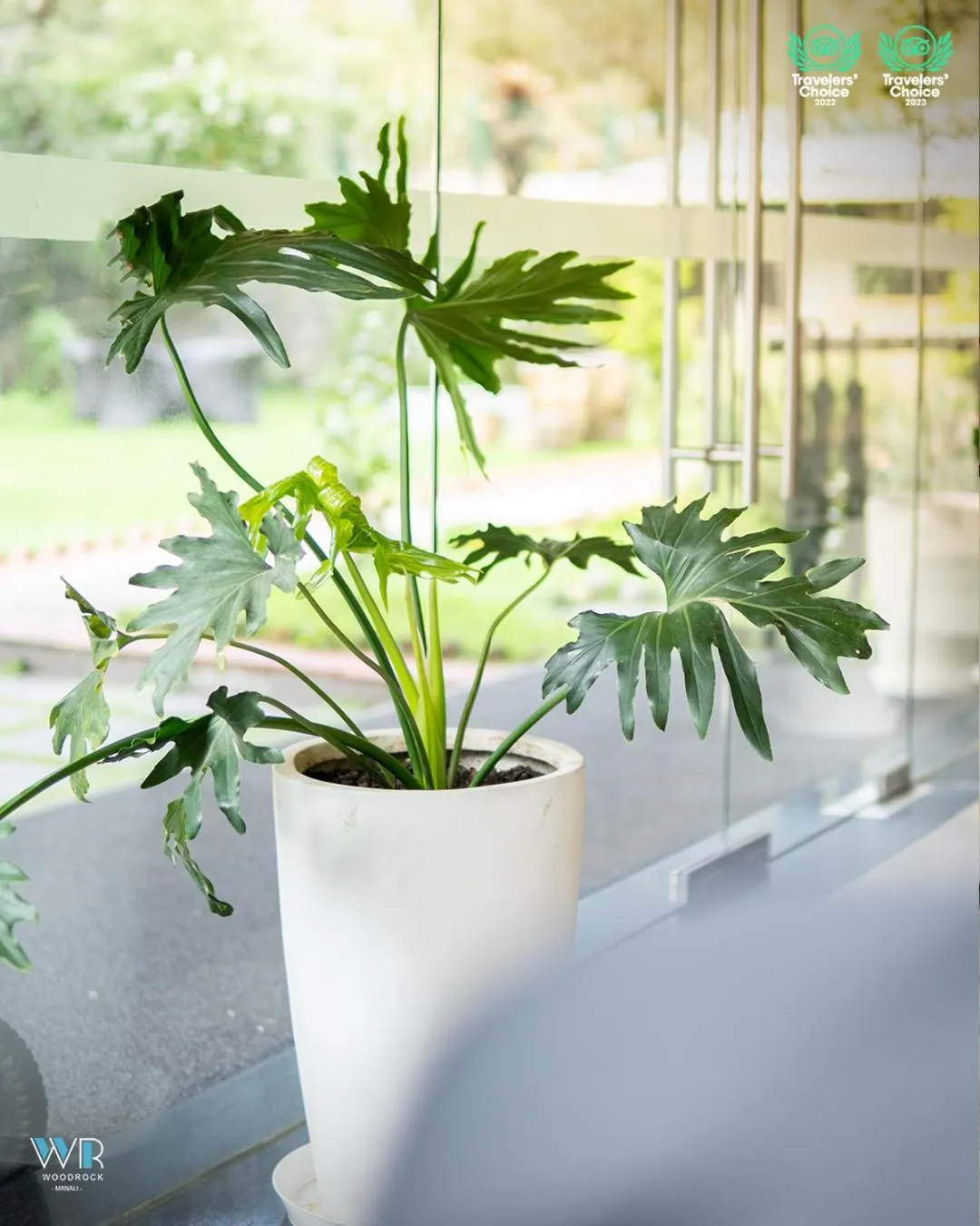 Garden view in Woodrock Luxury Boutique Hotel