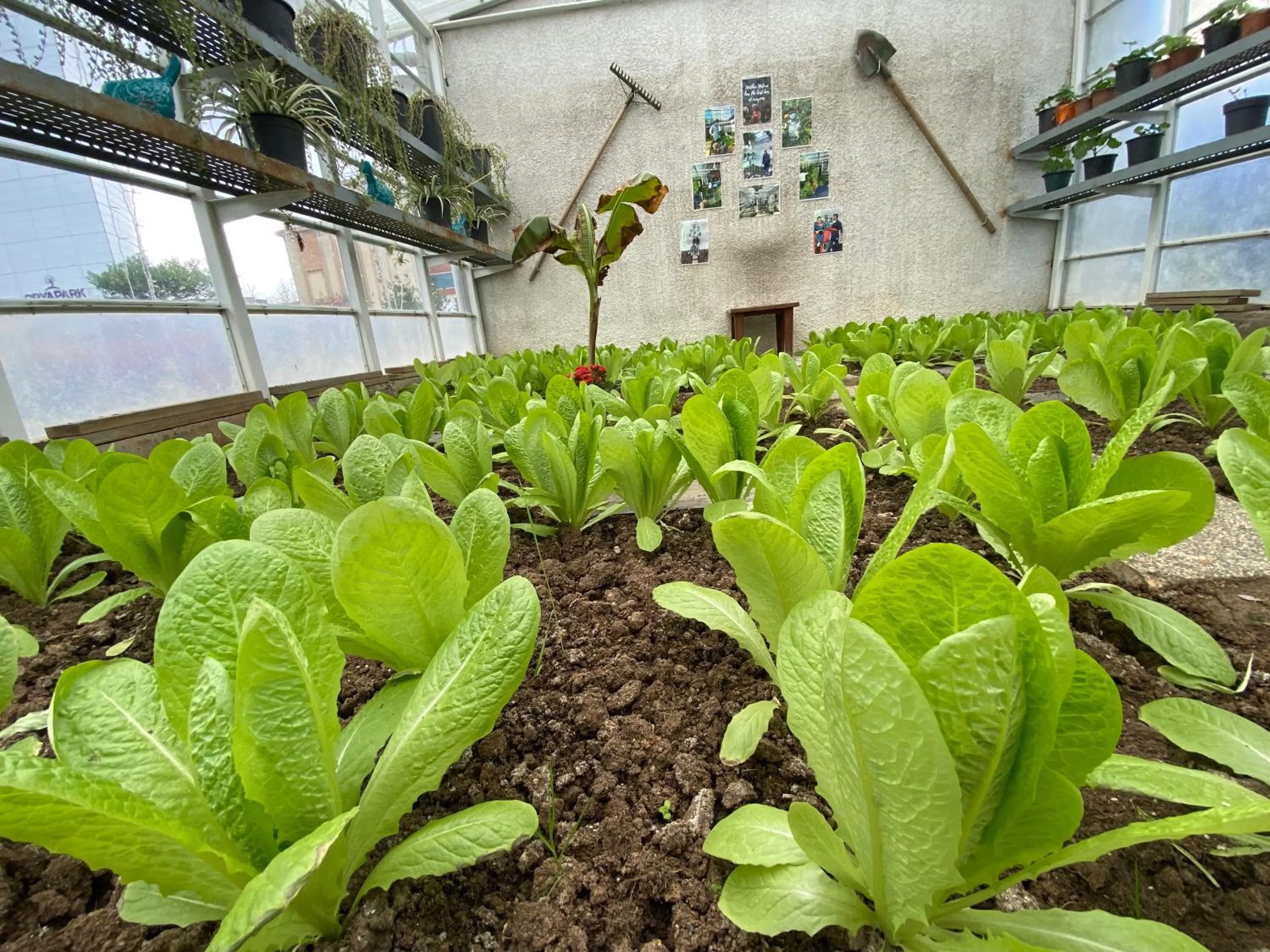 Garden in Crowne Plaza Istanbul Oryapark by IHG