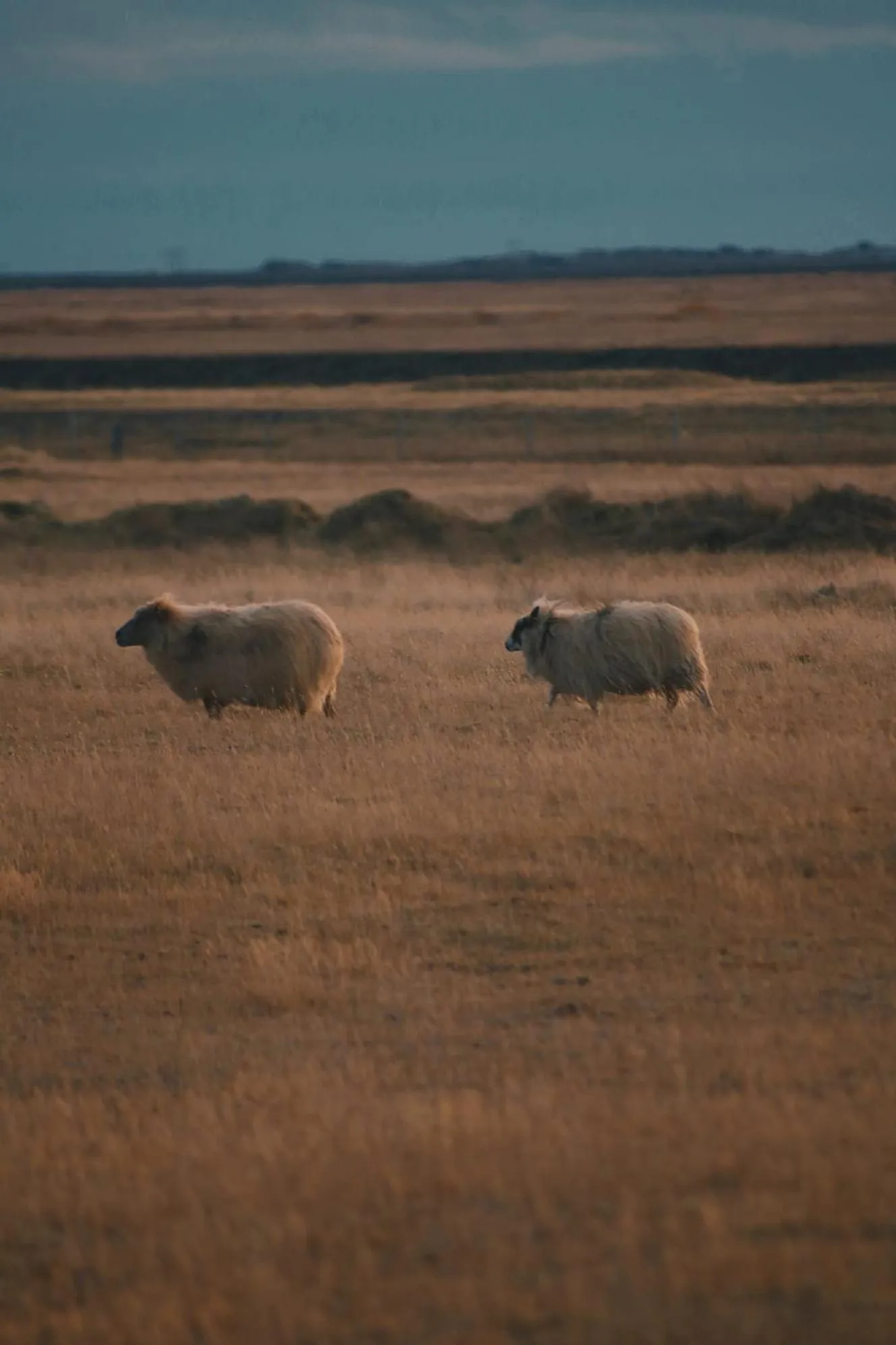 Day in Glacier World - Hoffell Guesthouse