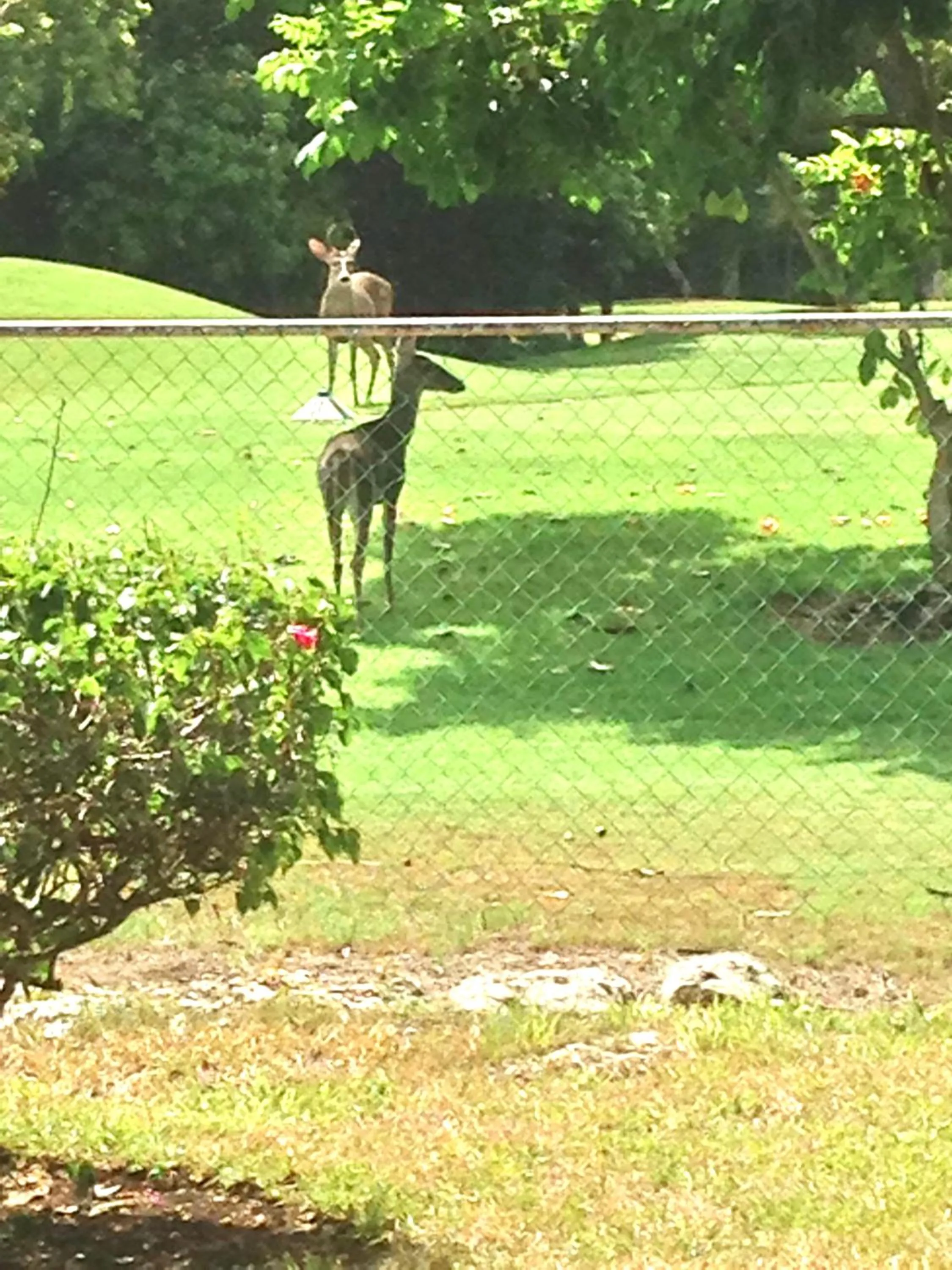Garden in Casa Mi Tesoro