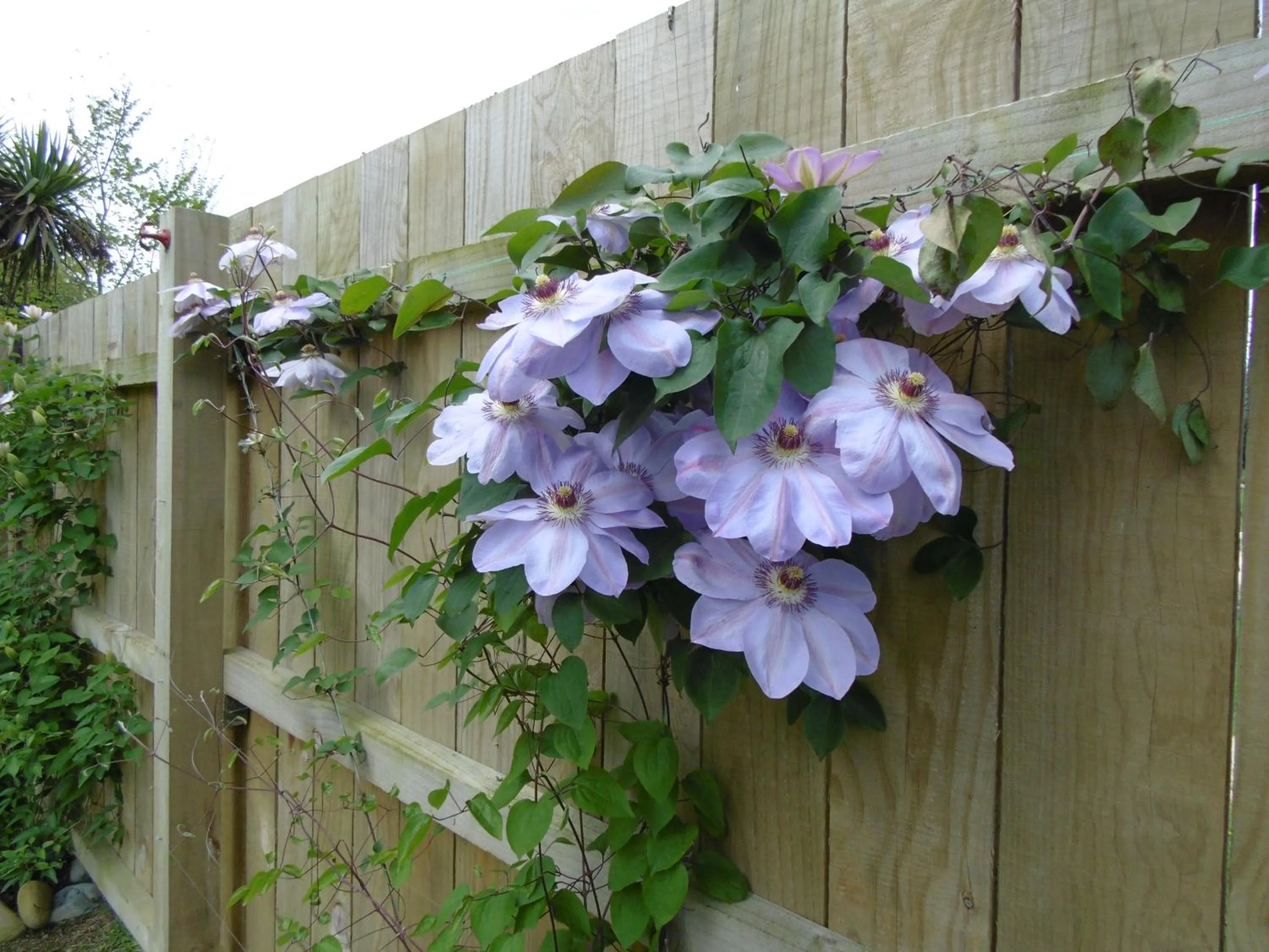 Garden in Glenavys Waitaki River Motor Camp