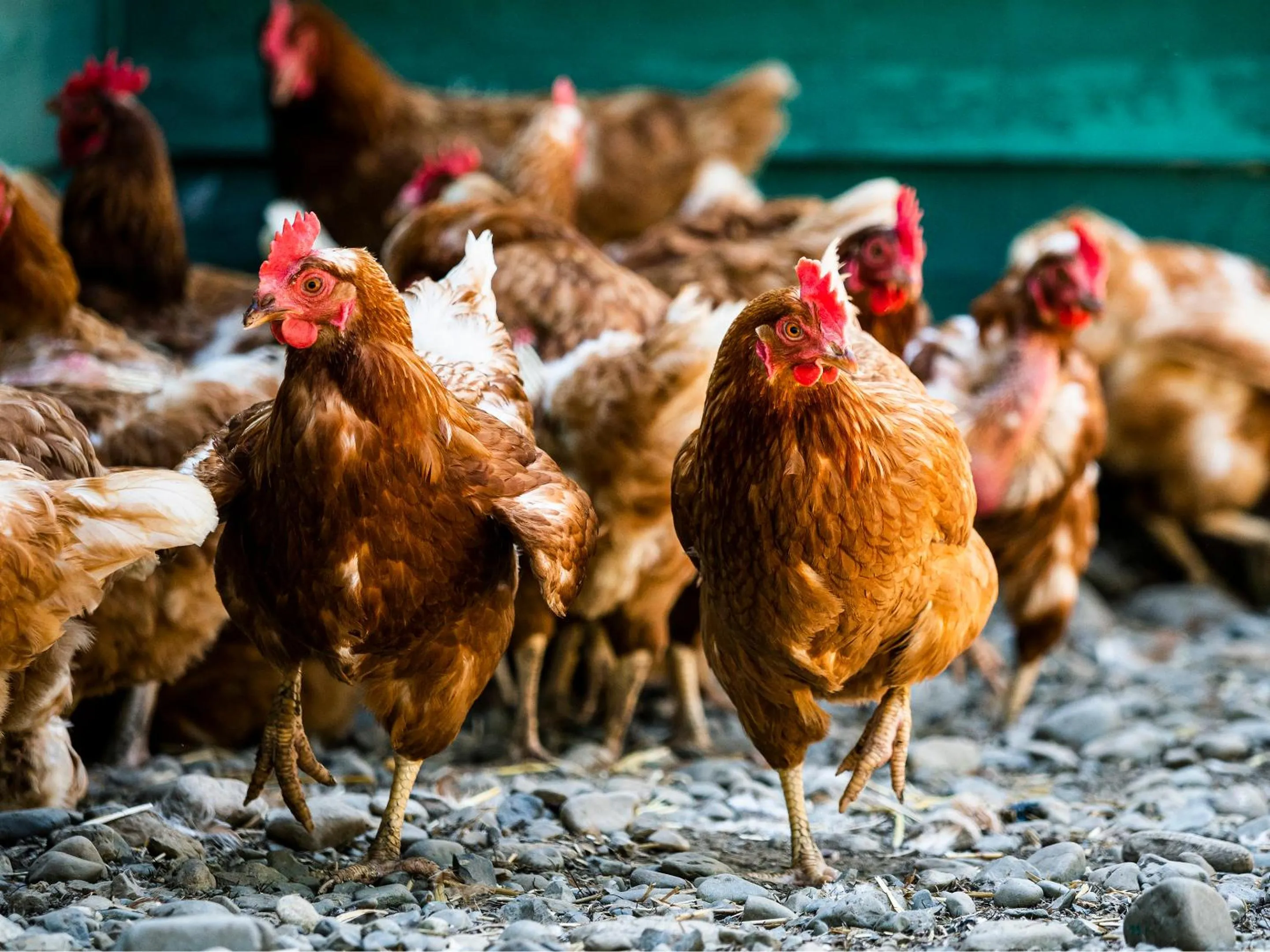 Animals in Tokachi Nakasatsunai Glamping Resort Feriendorf