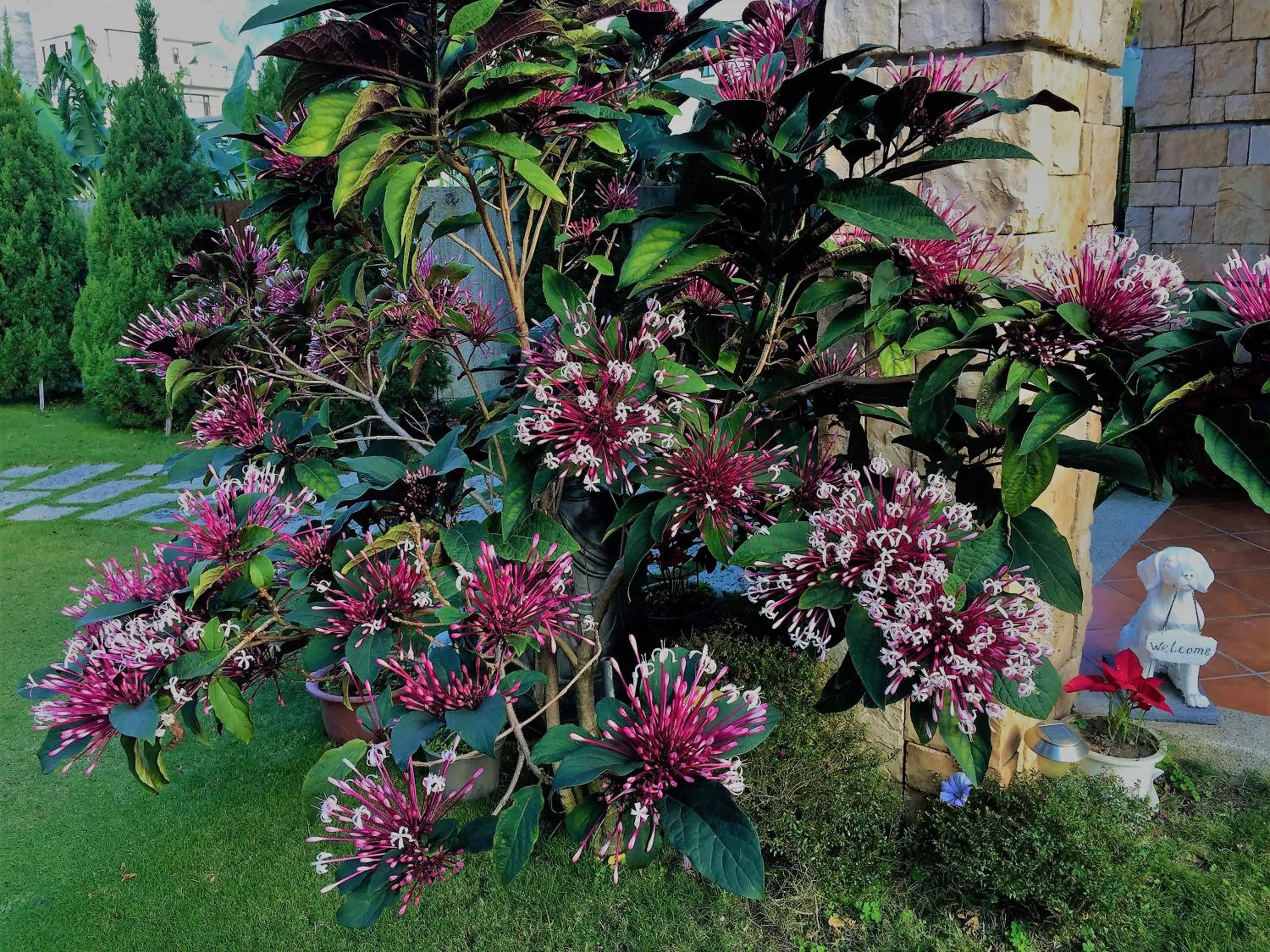 Garden view in White Palace B&B