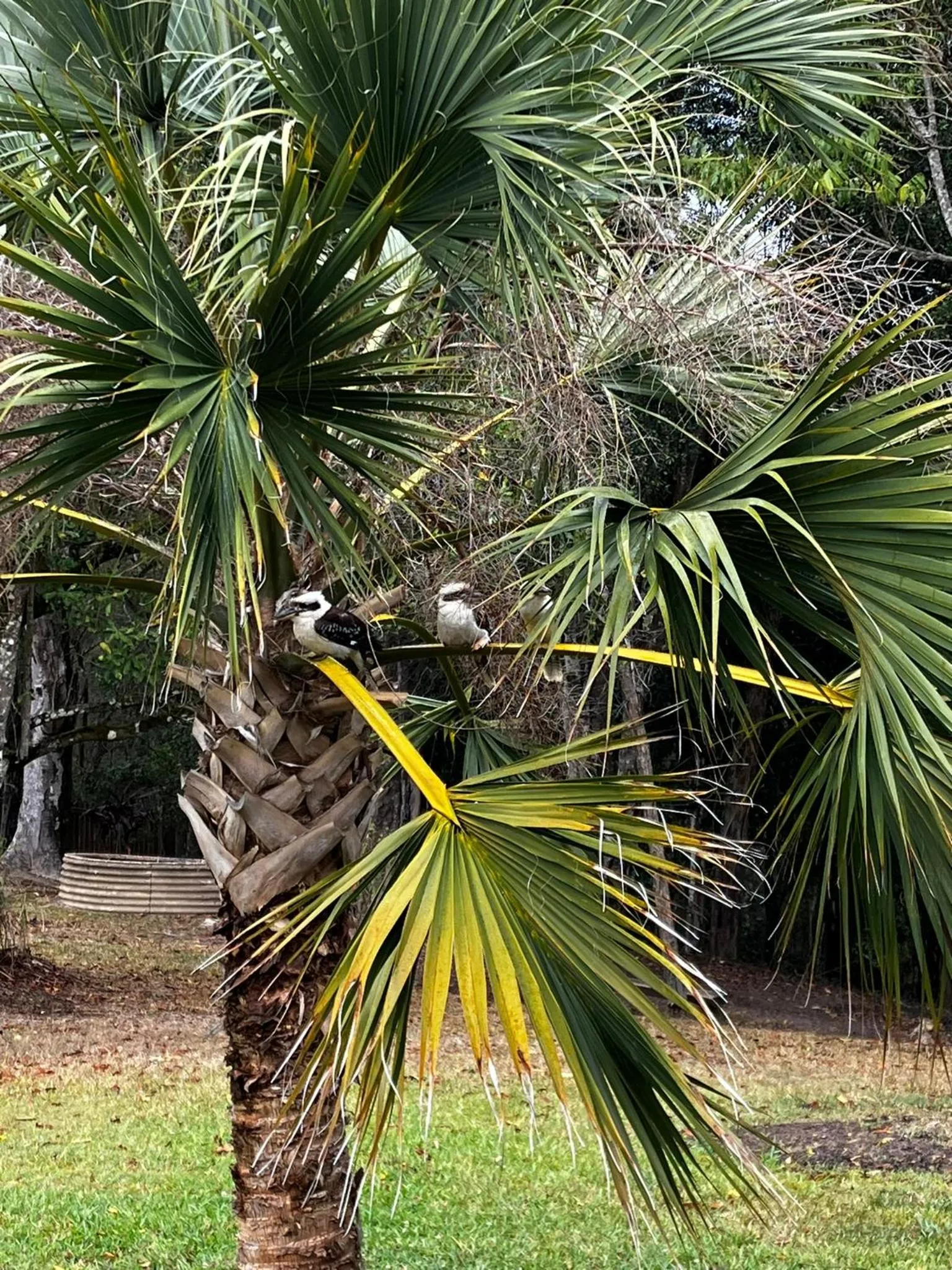 Garden in Noosa Hinterland Escape