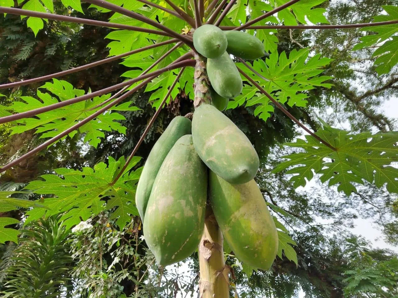 Balai Serama Guesthouse