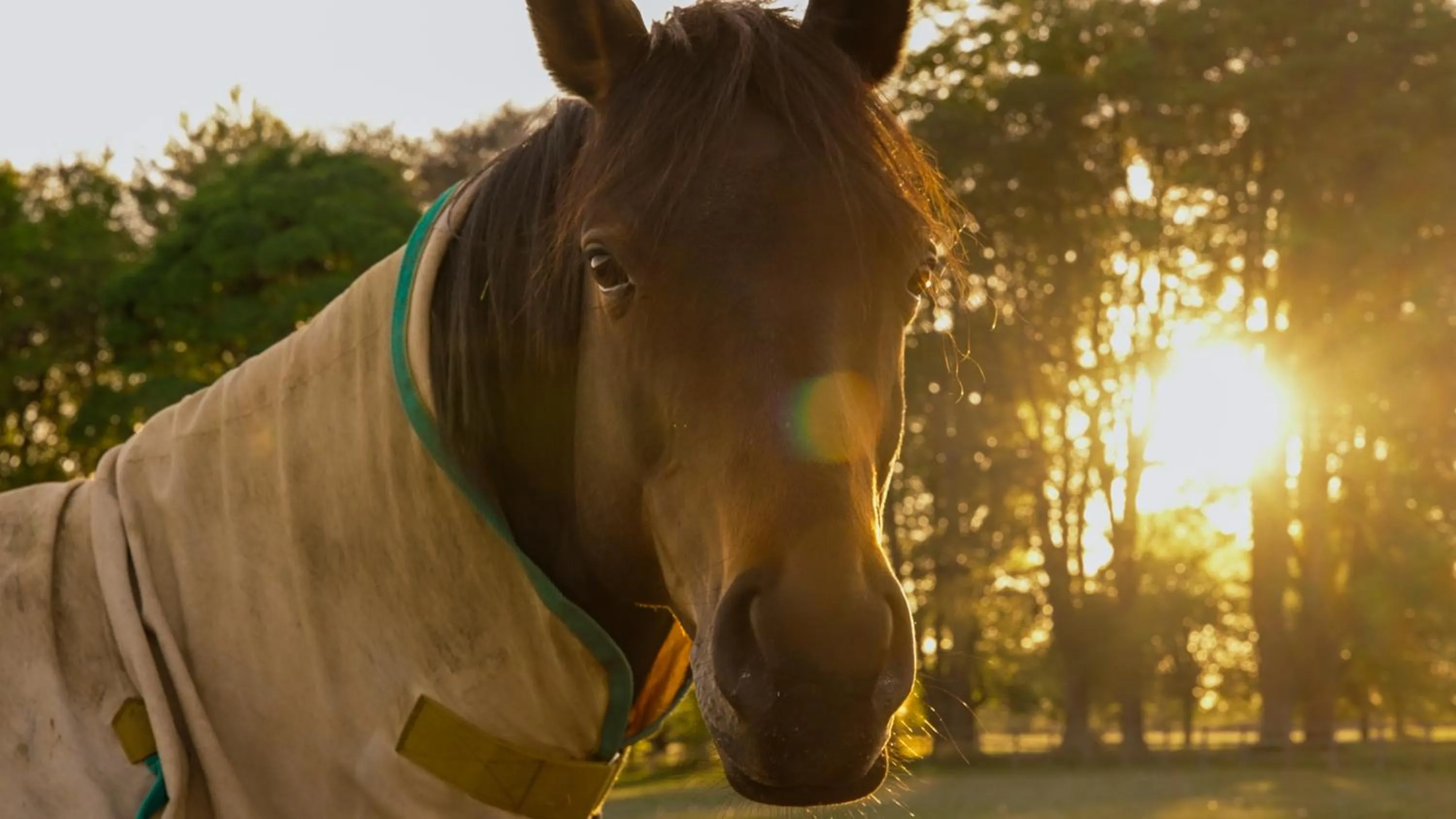 Horse-riding in Lucknam Park, Emblems Collection