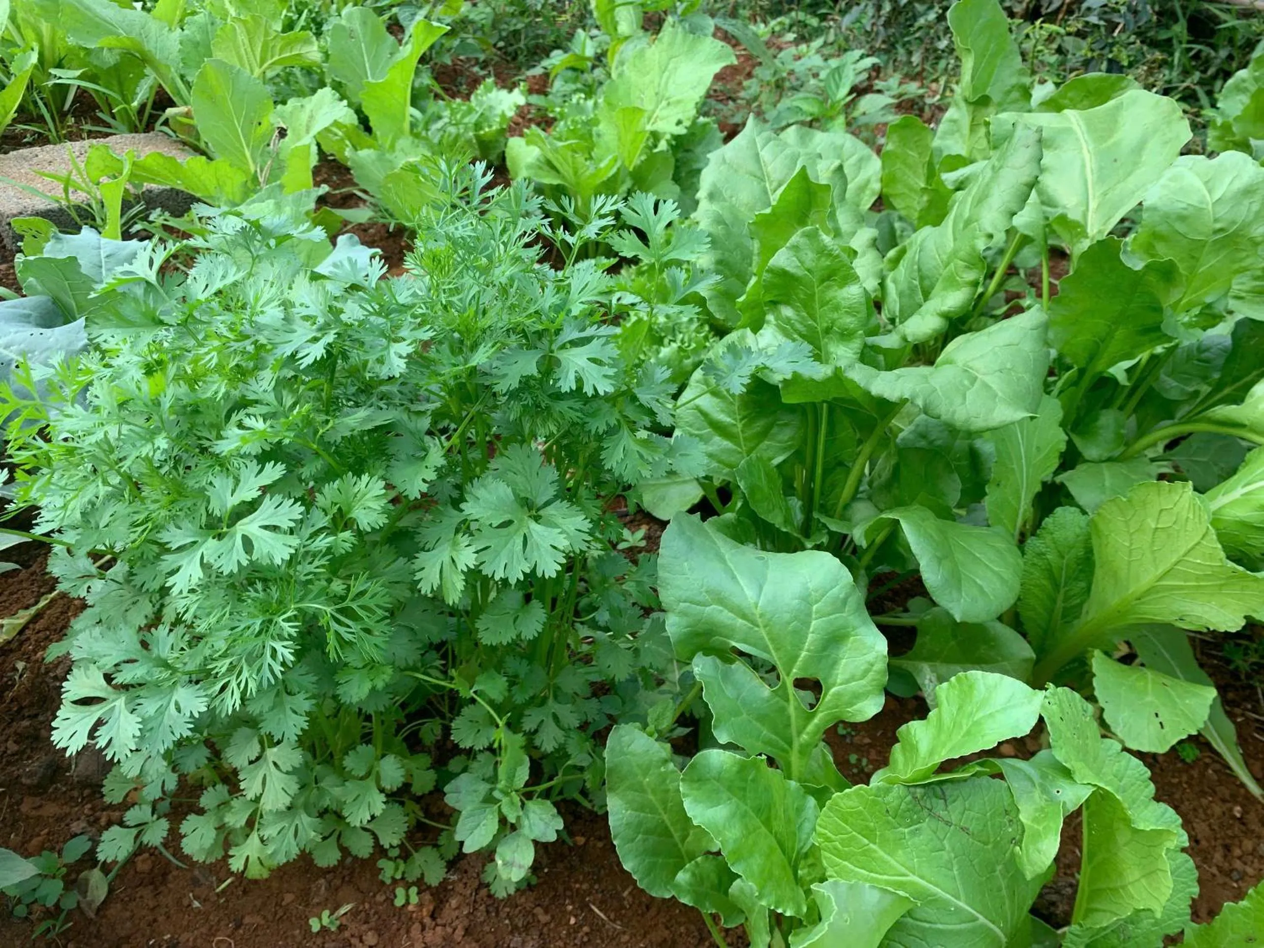 Garden in Pin's House