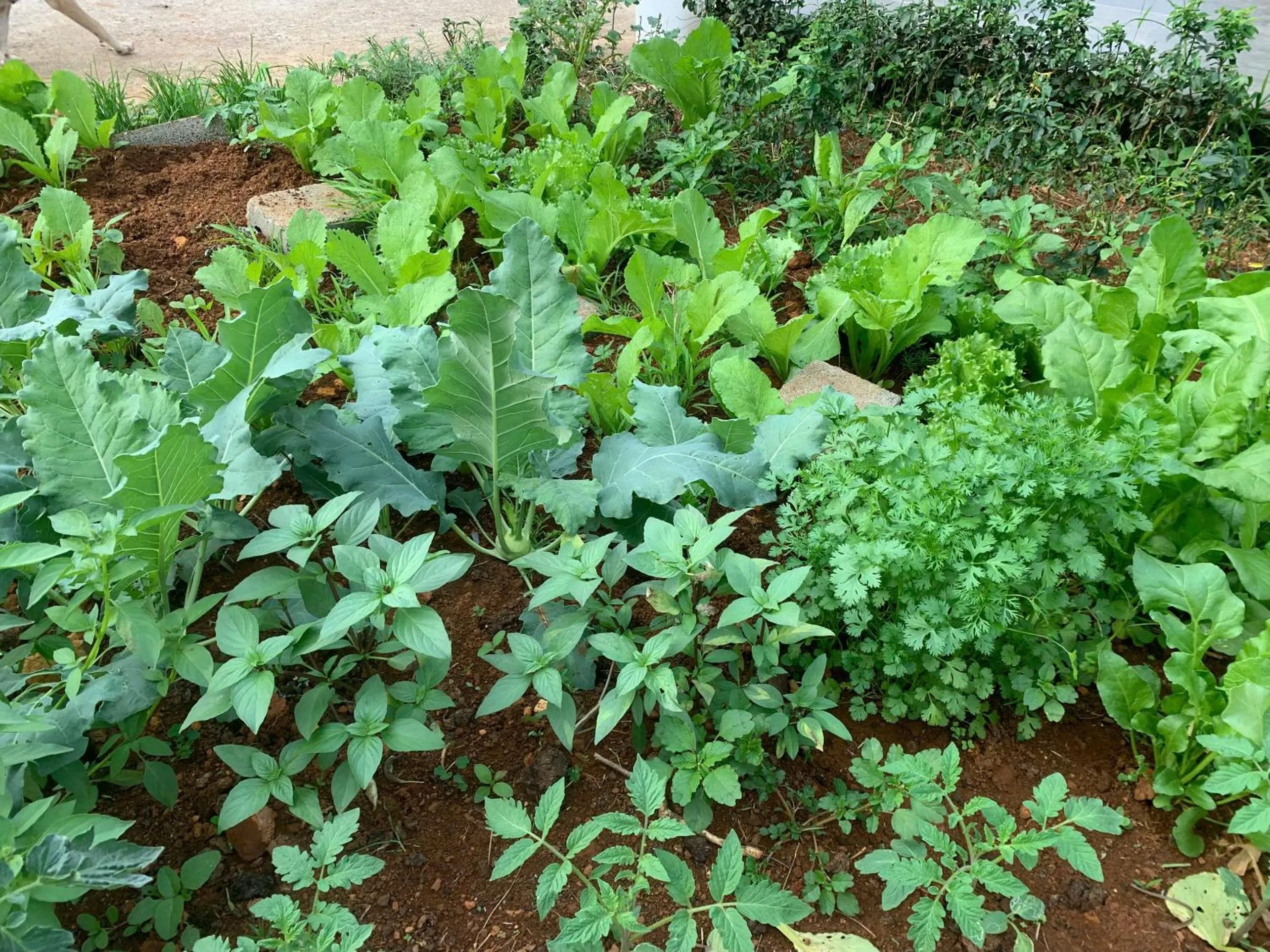 Garden in Pin's House