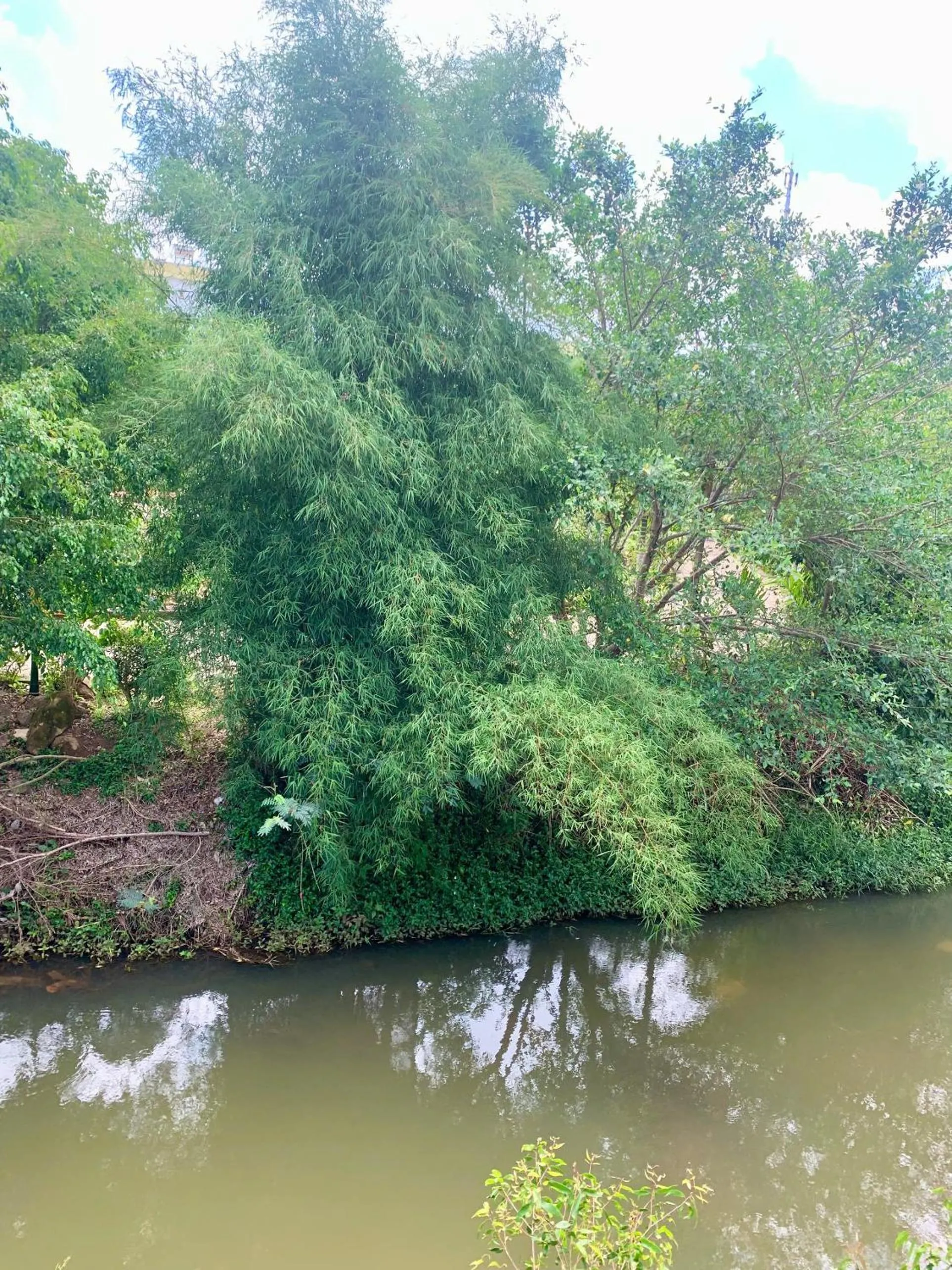 River view in Pin's House