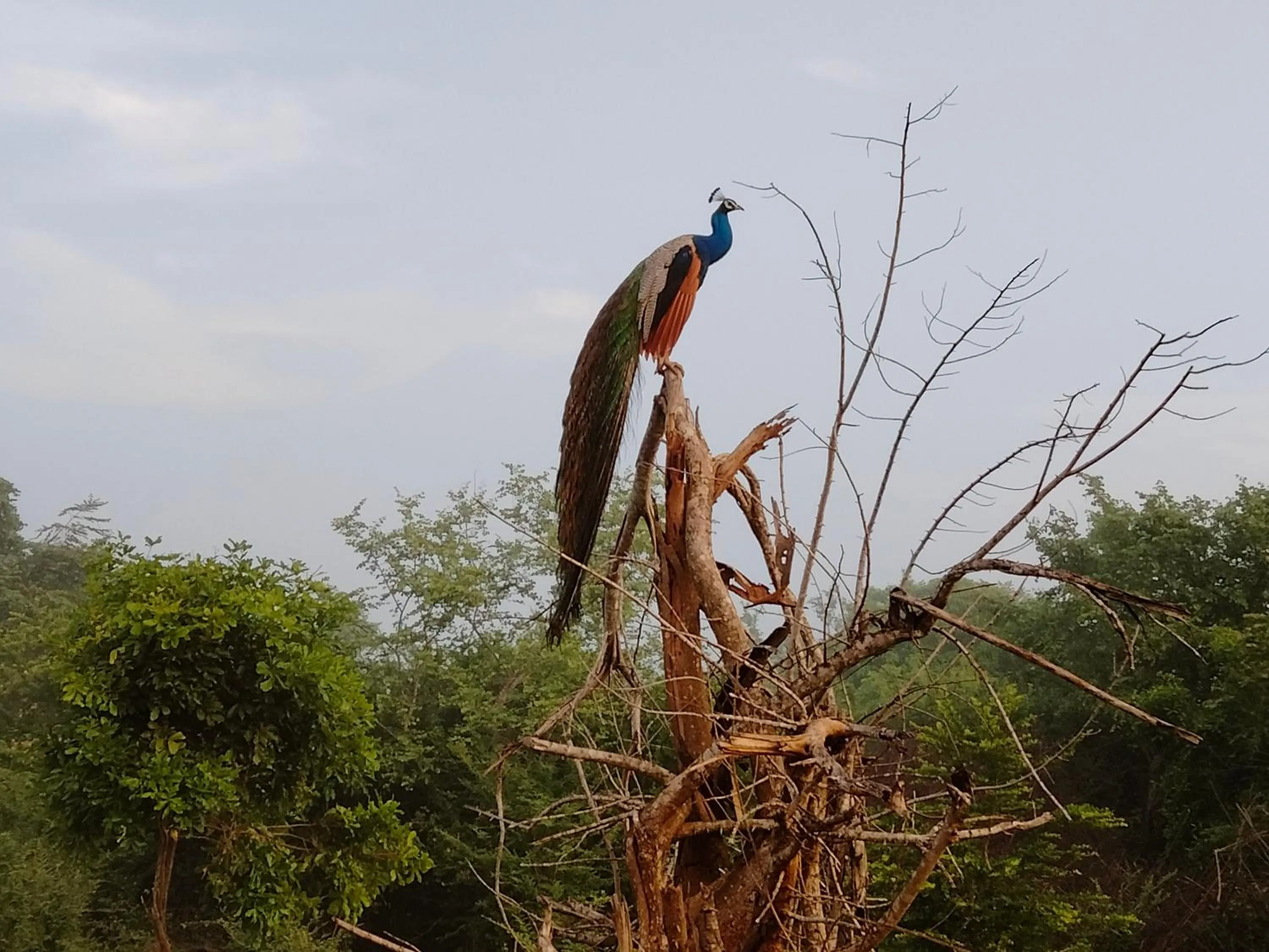 Nil Diya Mankada Safari Lodge