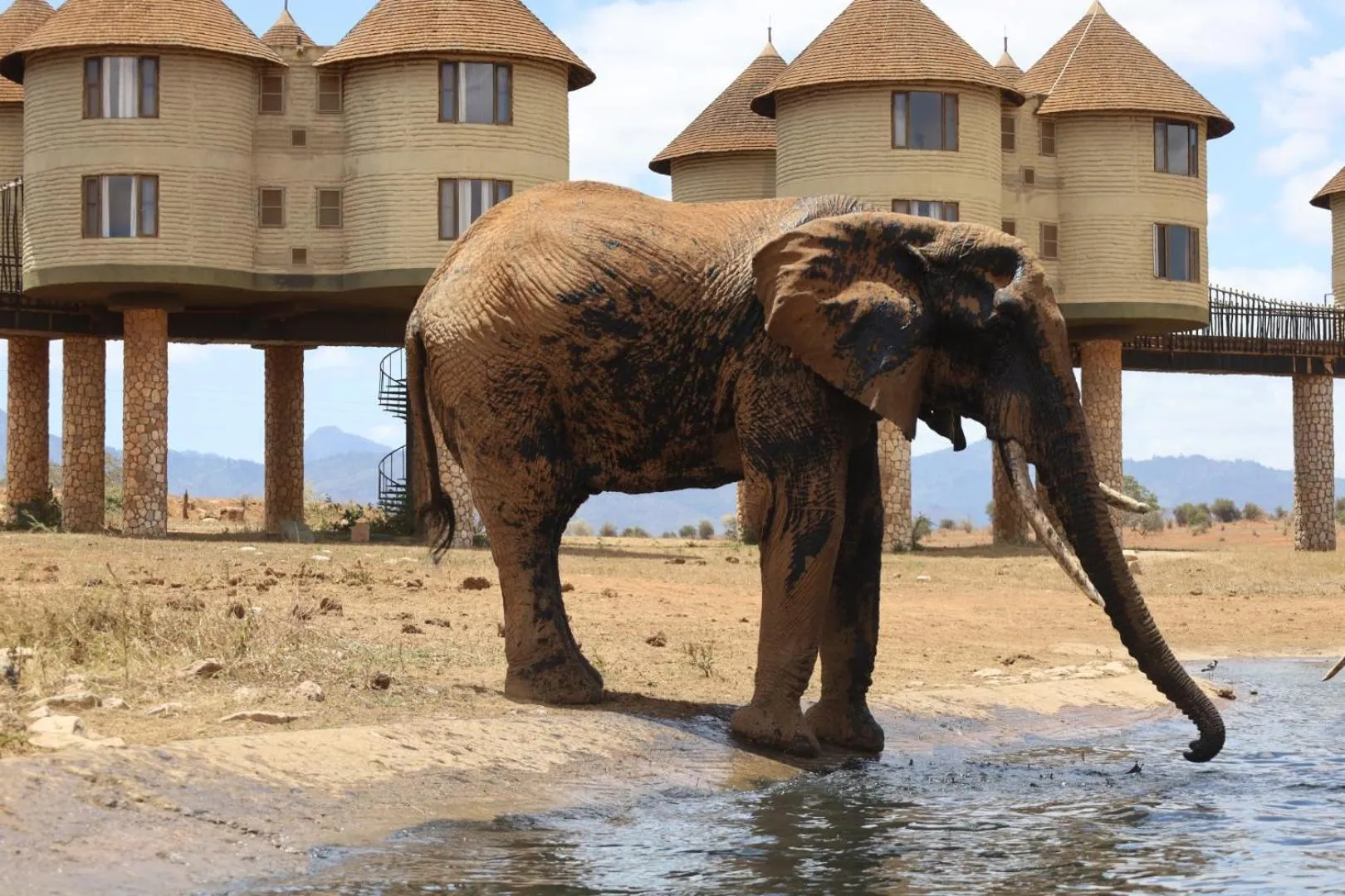 Animals in Salt Lick Safari Lodge