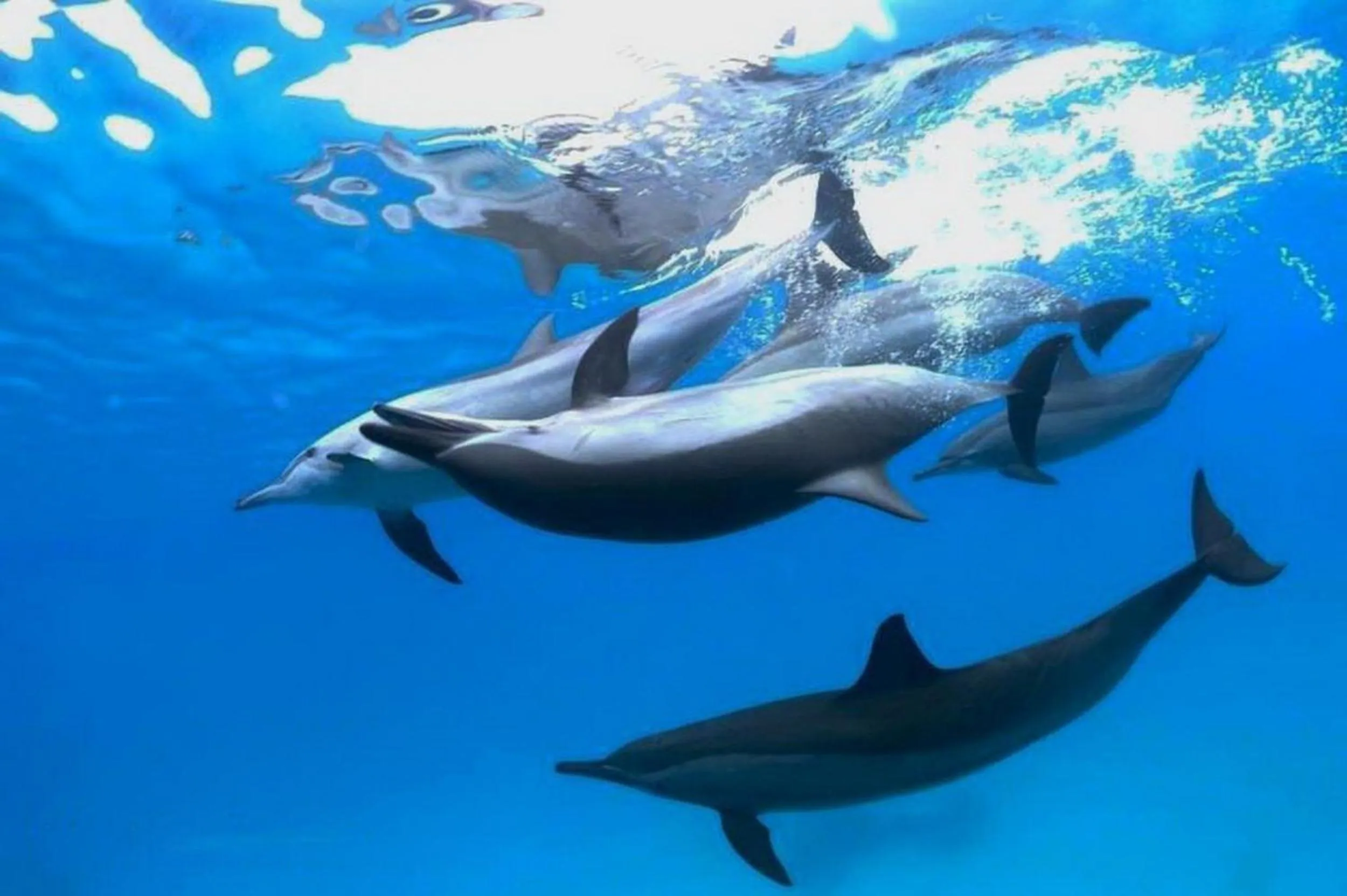 People in Adroit Beach Inn