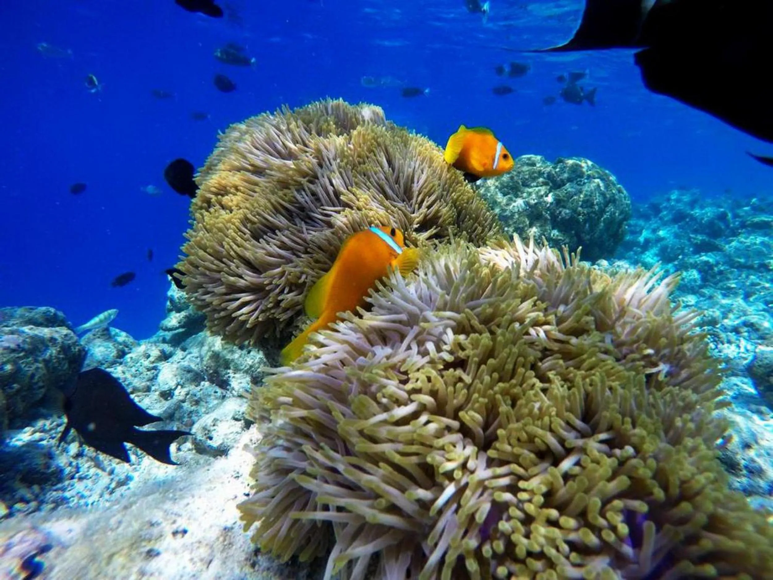 People in Adroit Beach Inn