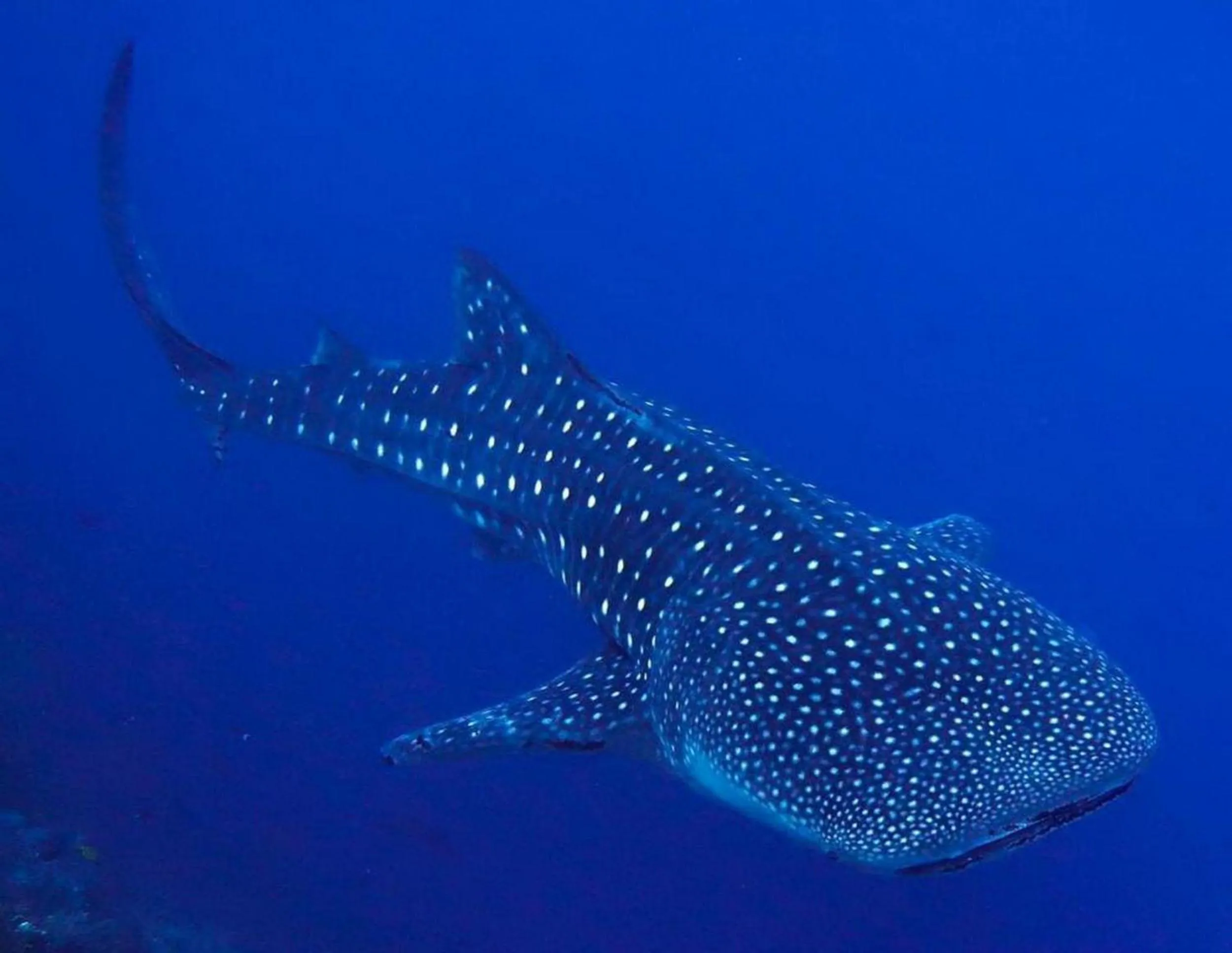 Snorkeling in Adroit Beach Inn
