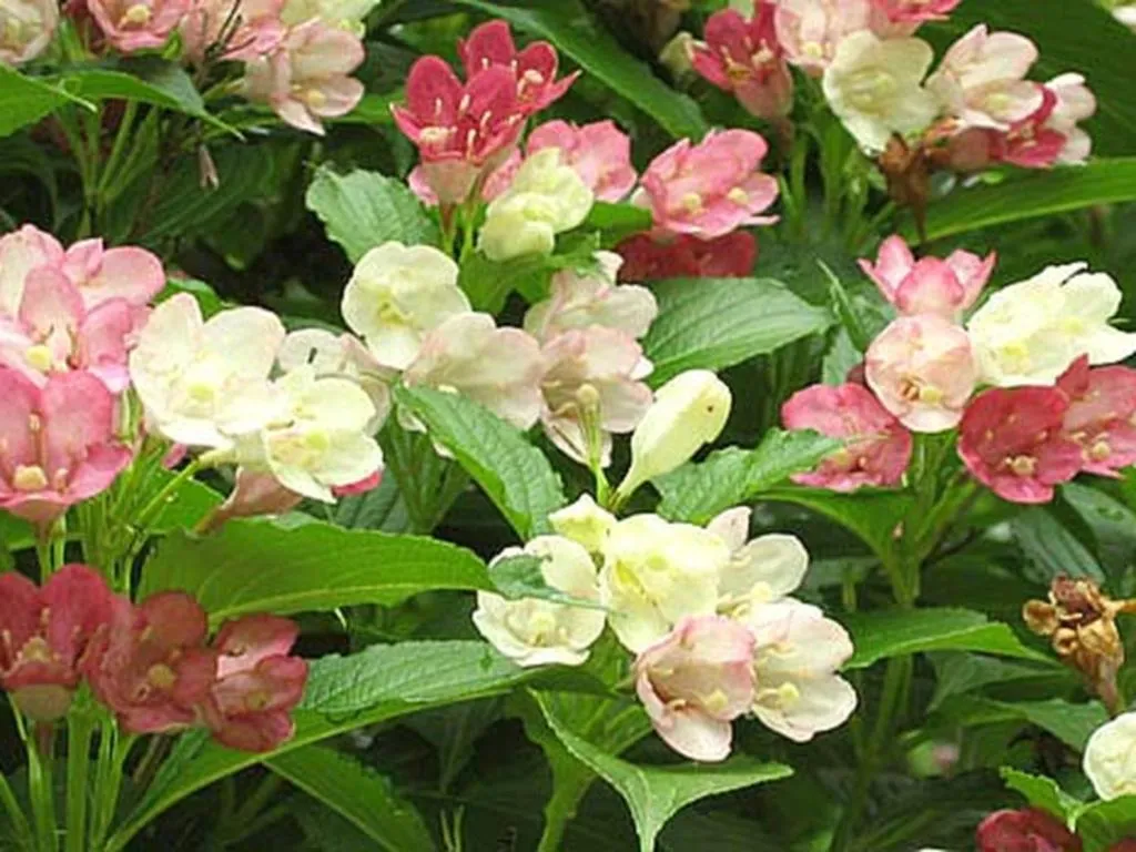 Kirishima Onsen Ryokojin Sanso