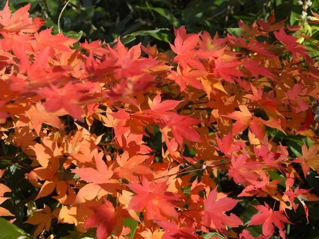 Yunosawa Onsen Mori no Shiki