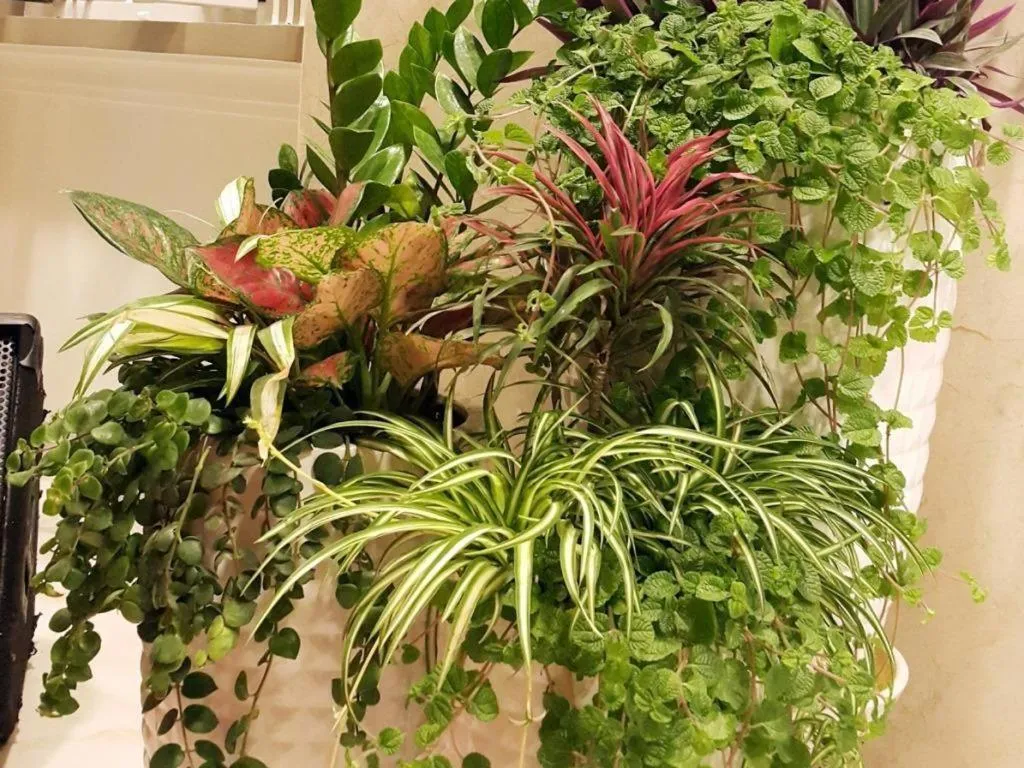 Hong Mai Hotel Nha Trang