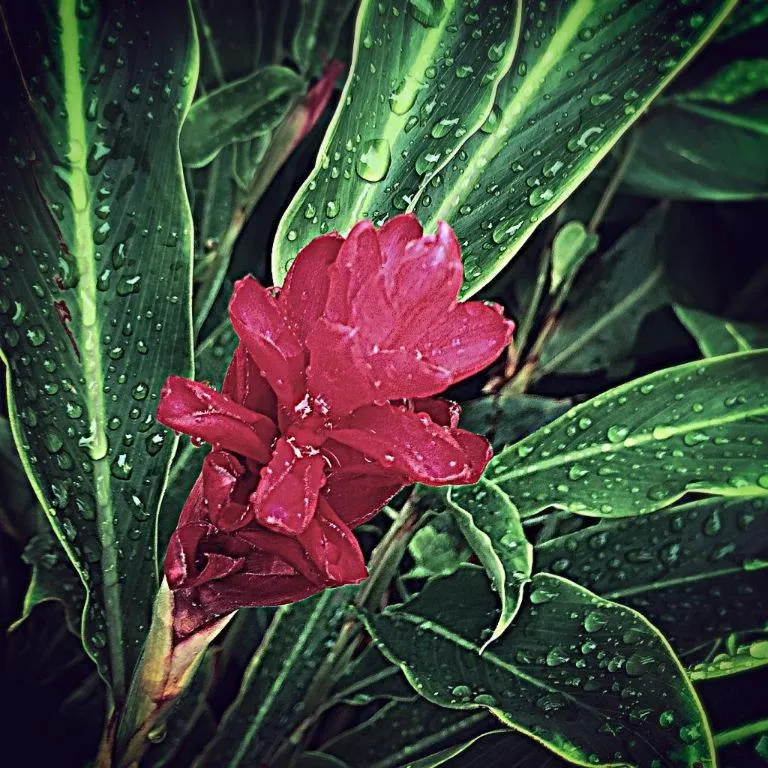 Victoria Palms Hotel