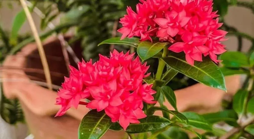 The Linux Garden Hotel (City Amphur Muang Yala)