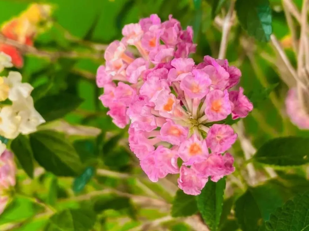 The Linux Garden Hotel (City Amphur Muang Yala)