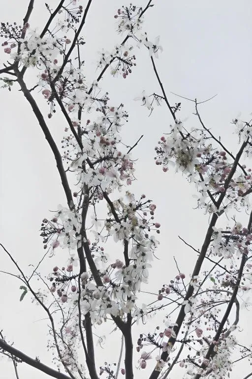 Rangsiya Boutique Hotel