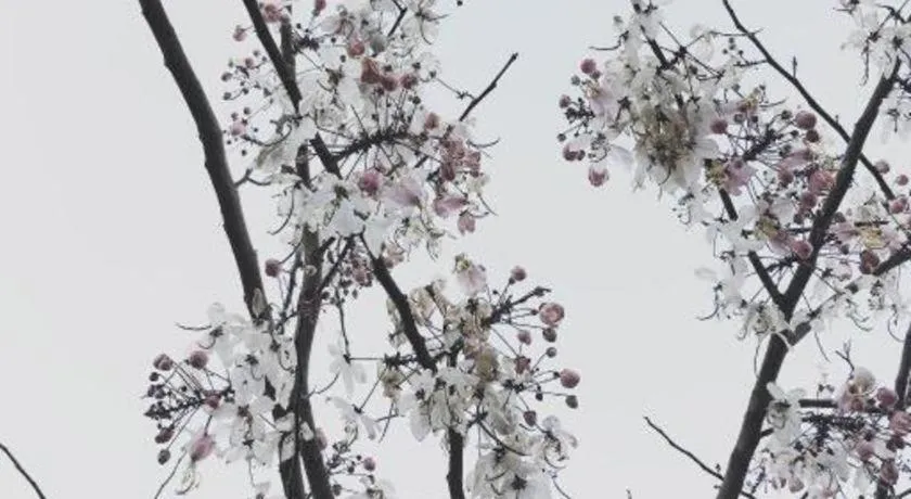 Rangsiya Boutique Hotel