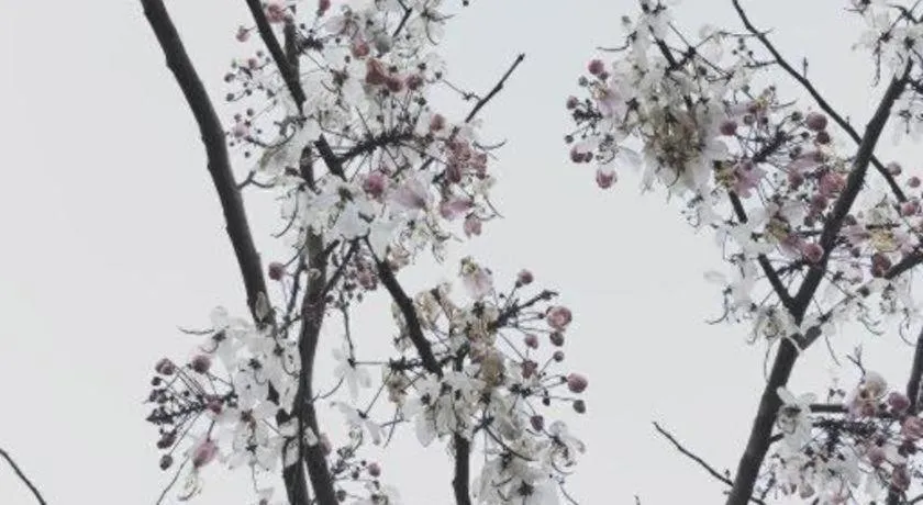 Rangsiya Boutique Hotel