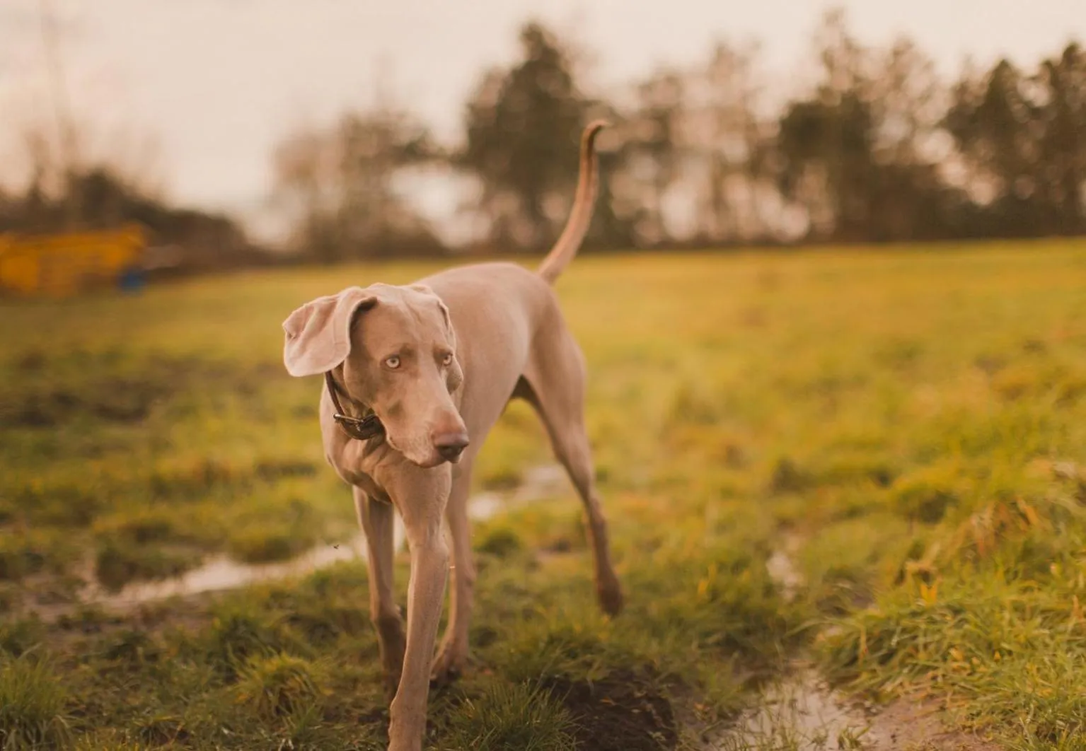 Pets in The Moonraker Hotel