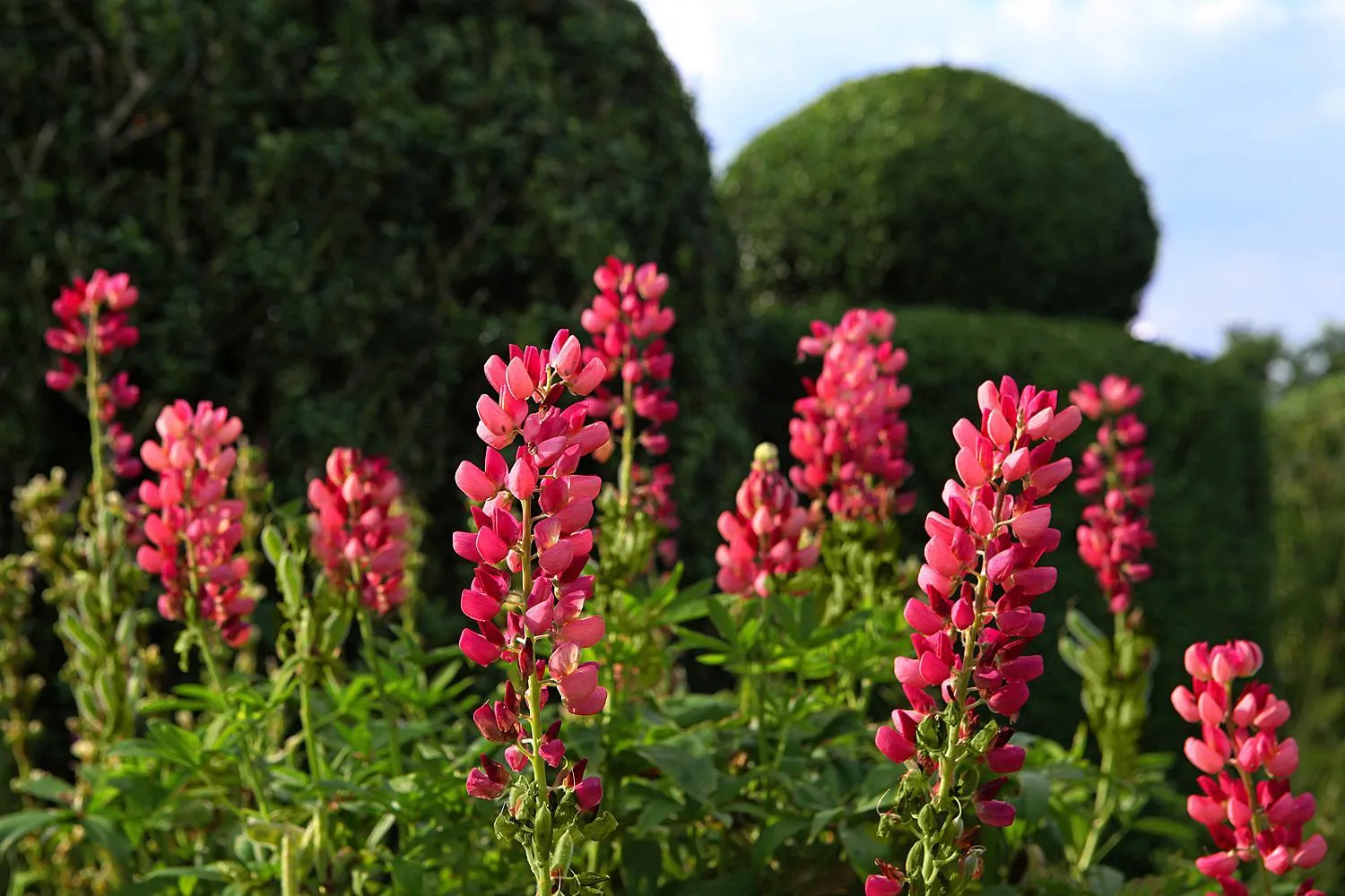 Garden in The Moonraker Hotel