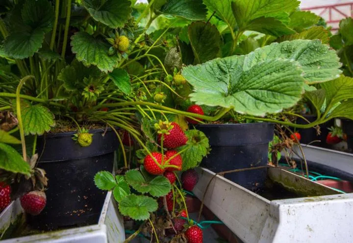 Kea Garden Guest House