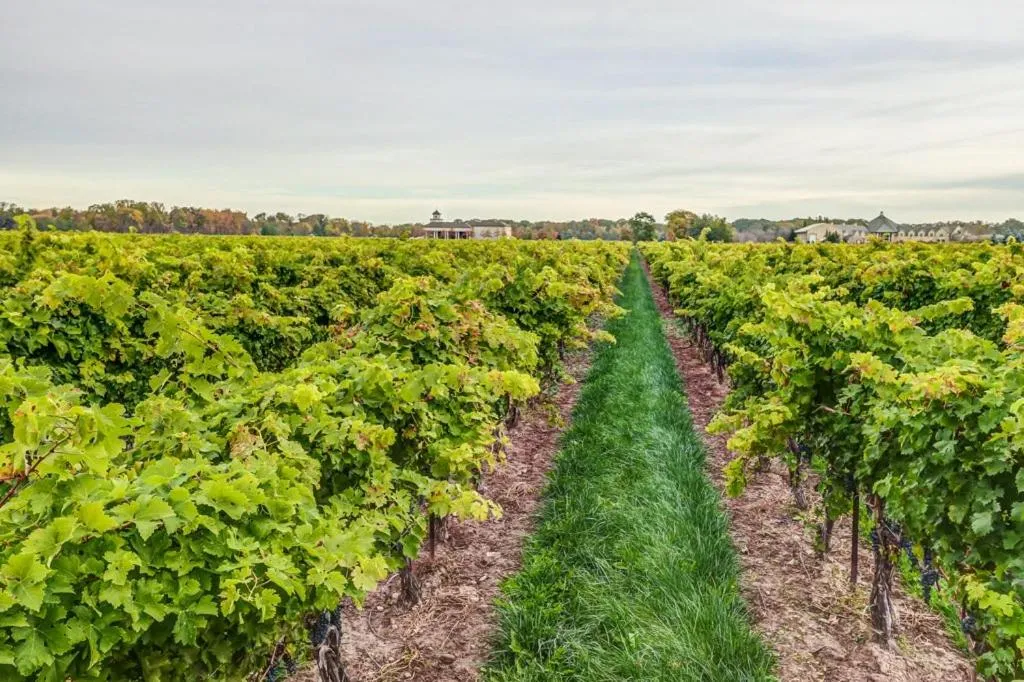 Neighbourhood in Vineyard Villa