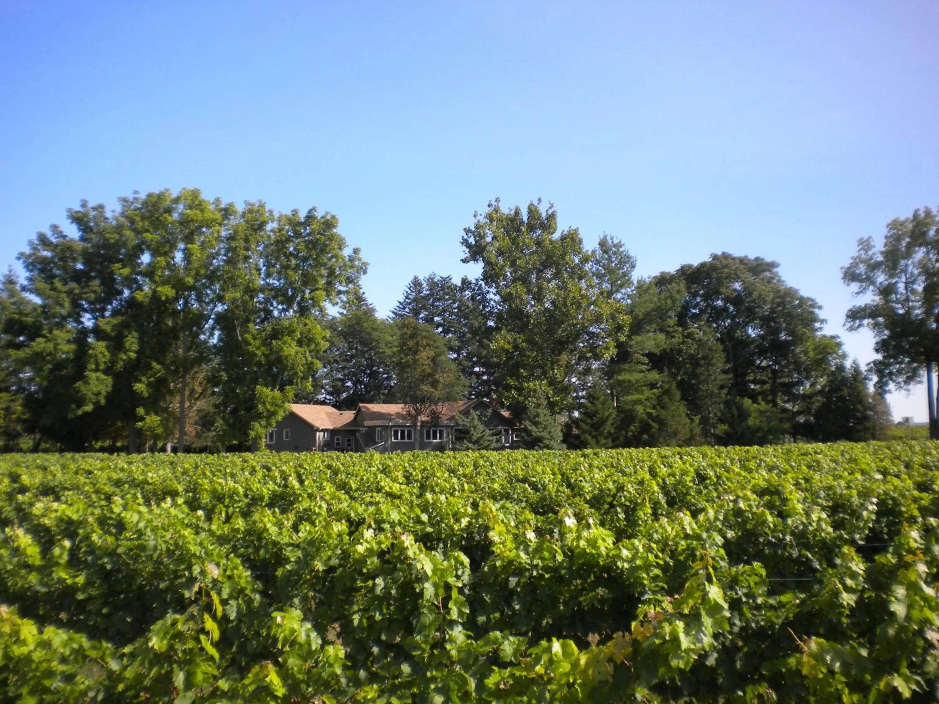 View (from property/room) in Vineyard Villa
