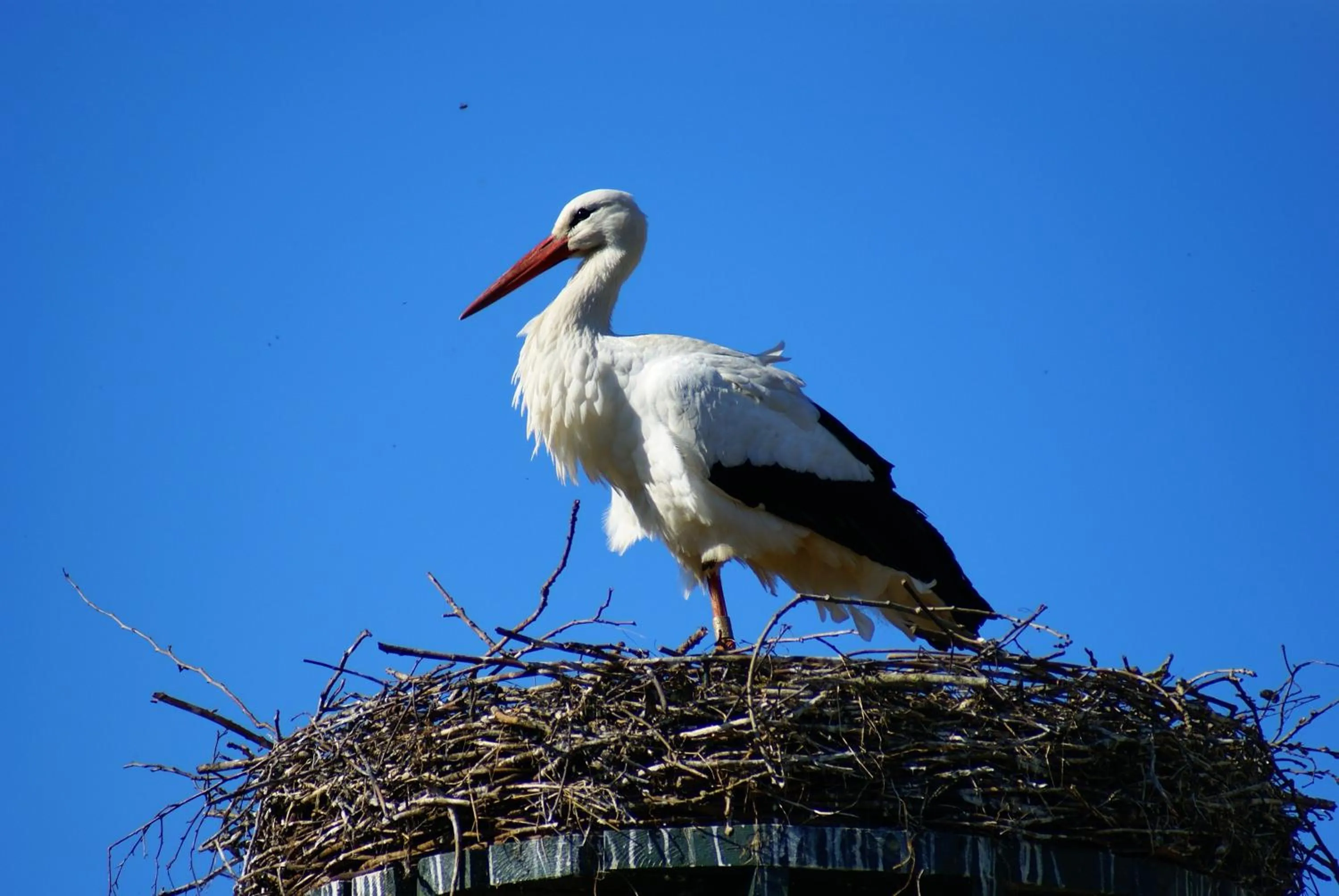 Animals in De Heerlijkheid Ruinerwold