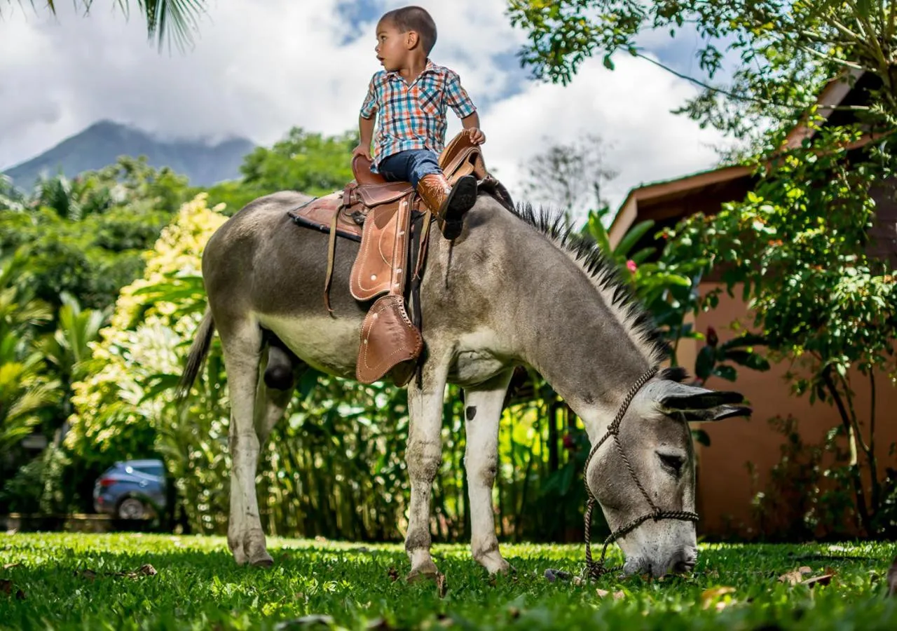 Animals in Hotel El Silencio del Campo