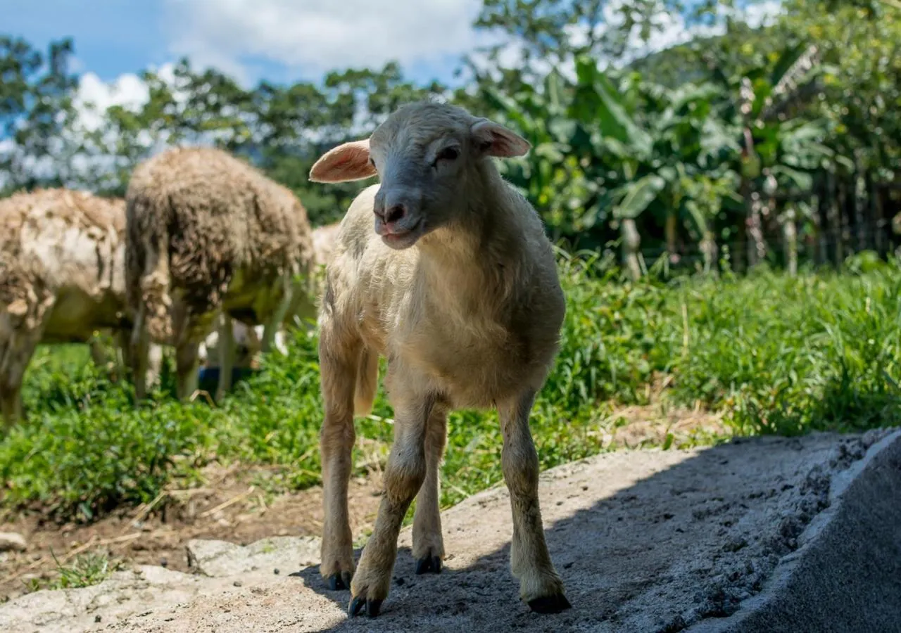 Animals in Hotel El Silencio del Campo