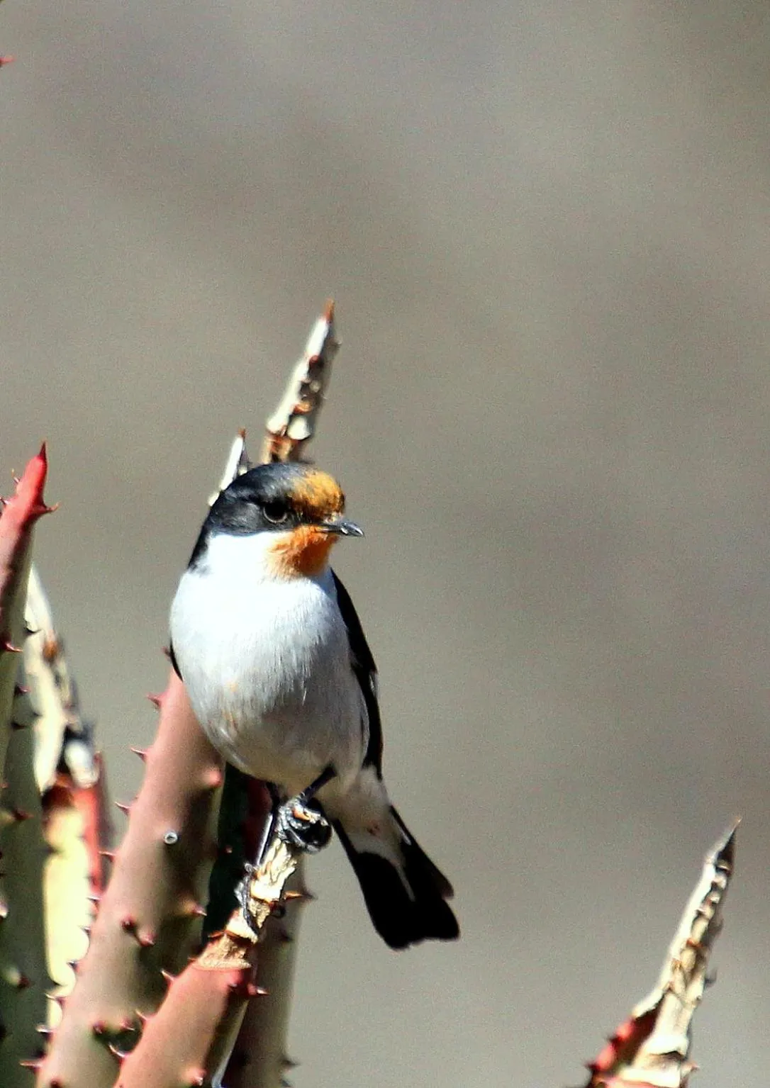 Animals in Spion Kop Lodge