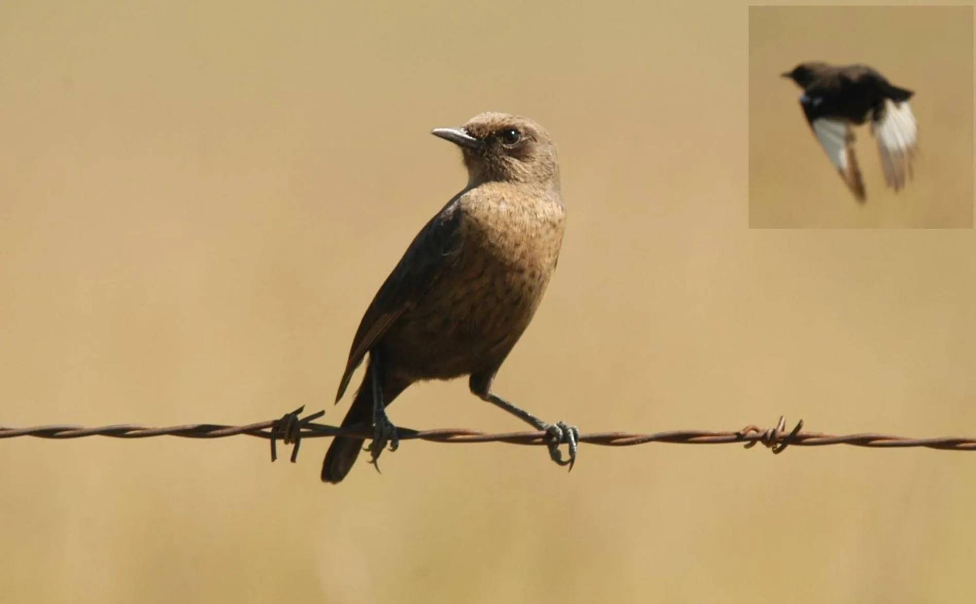 Animals in Spion Kop Lodge