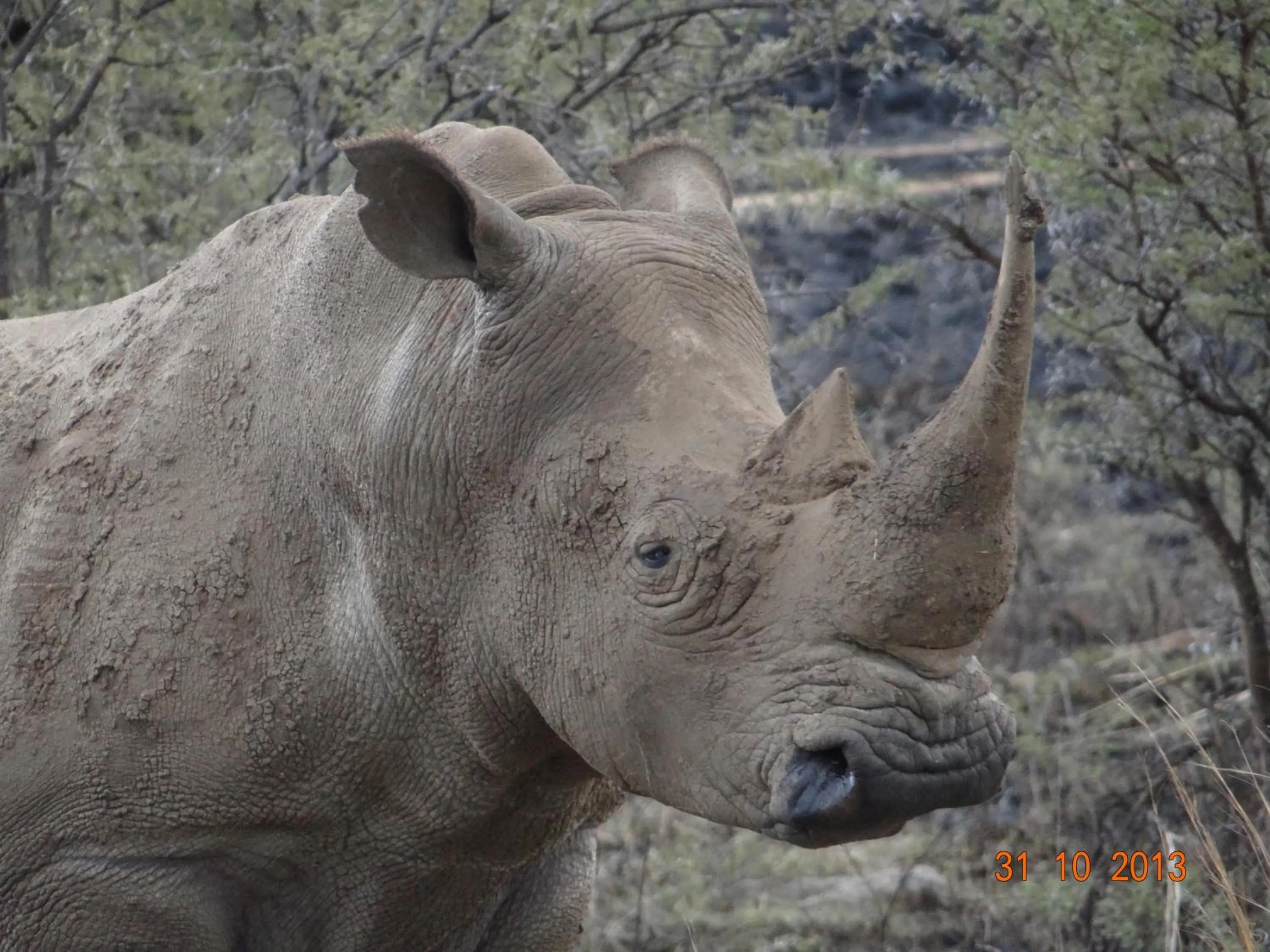 Animals in Spion Kop Lodge