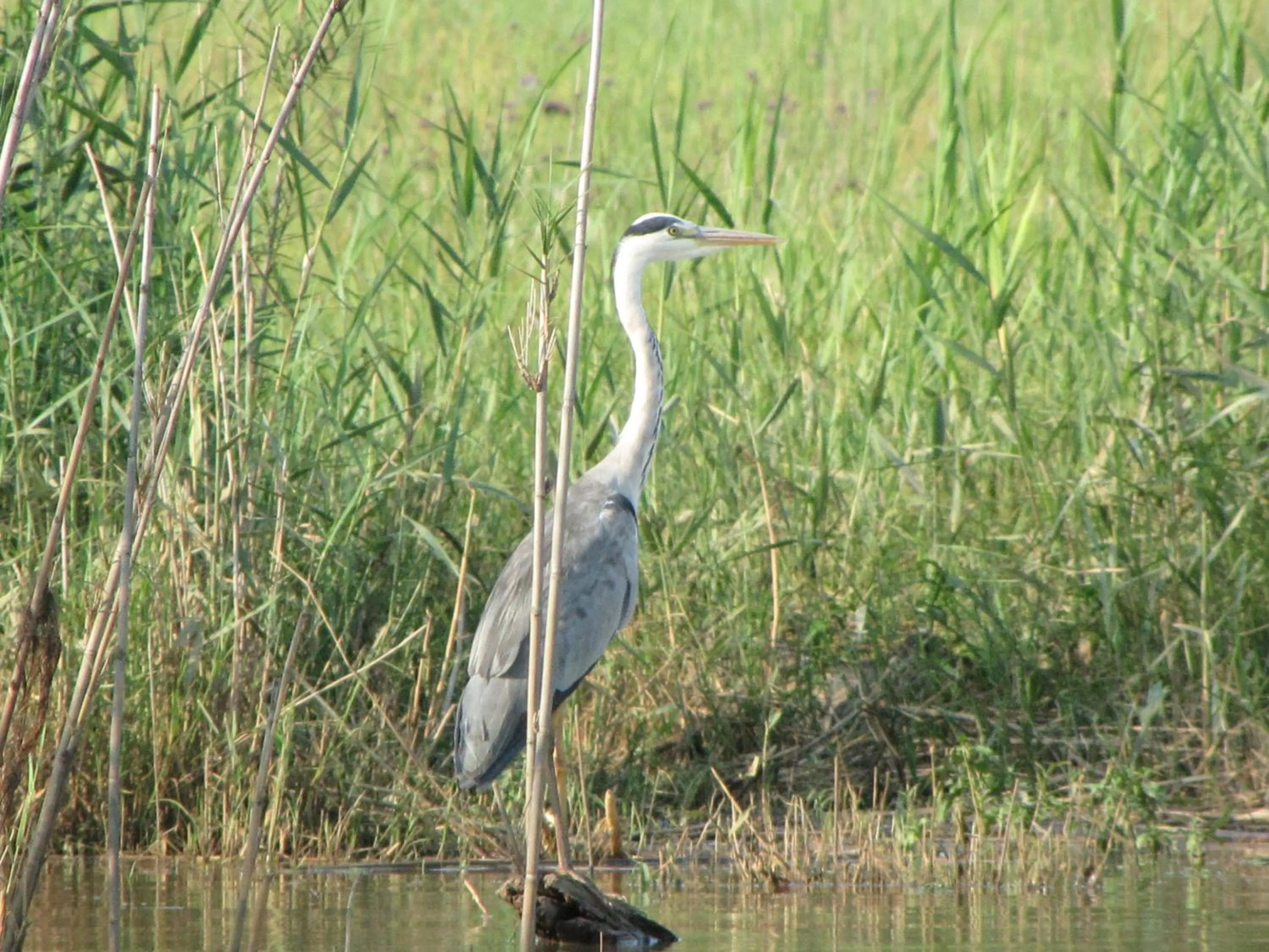 Animals in Spion Kop Lodge