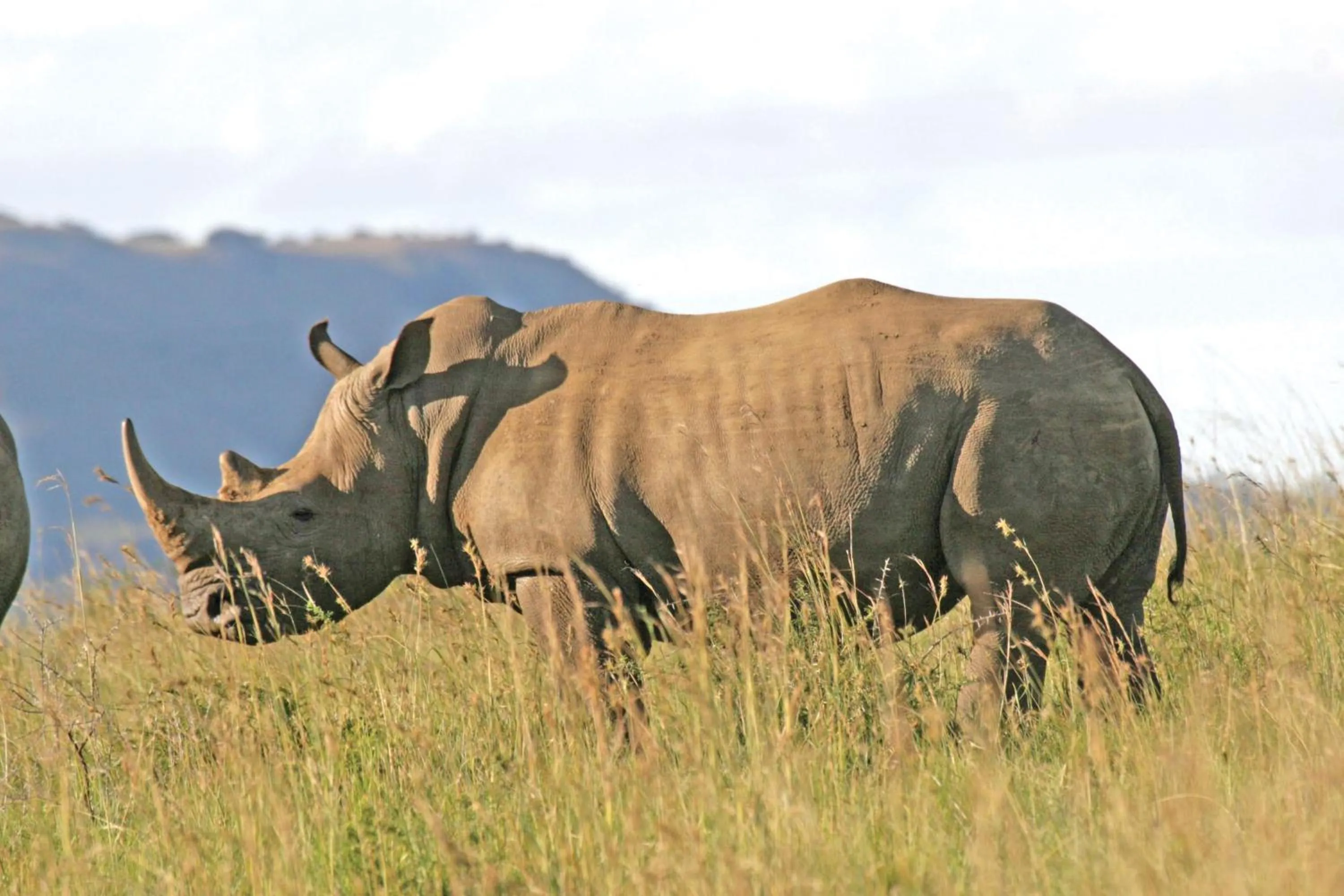 Animals in Spion Kop Lodge