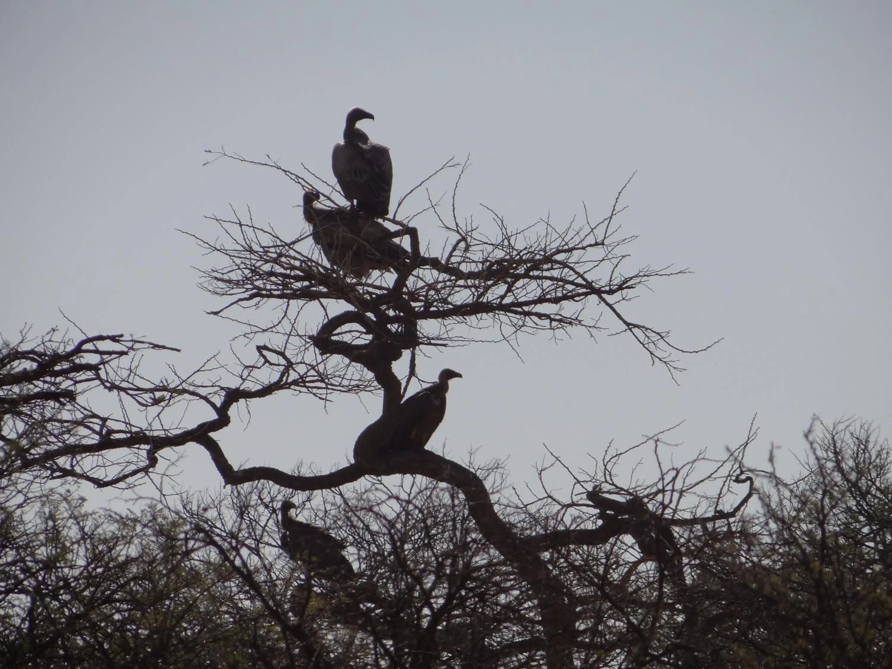 Animals in Spion Kop Lodge